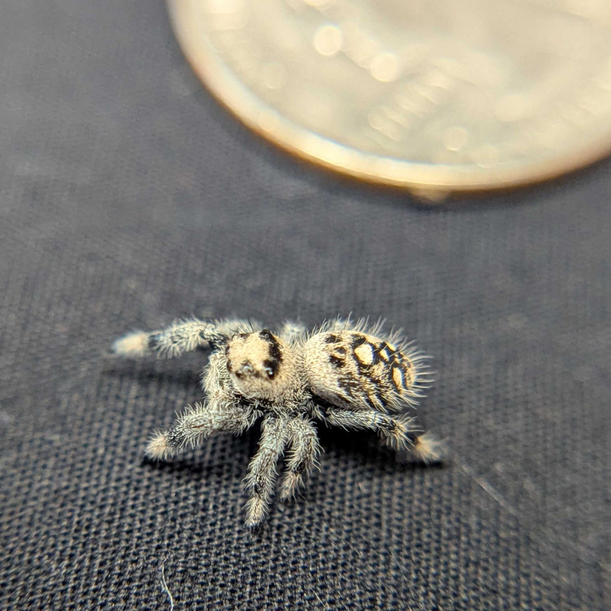 Regal Jumping Spider "Vanilla"