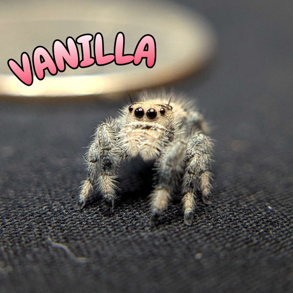 Regal Jumping Spider "Vanilla"