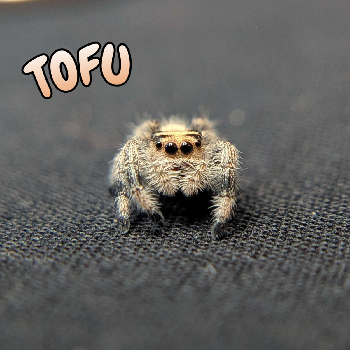 Regal Jumping Spider "Tofu"