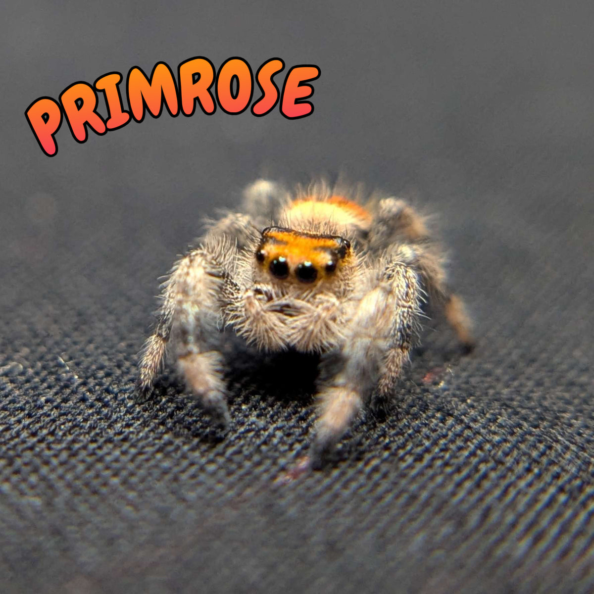 Regal Jumping Spider “Primrose”