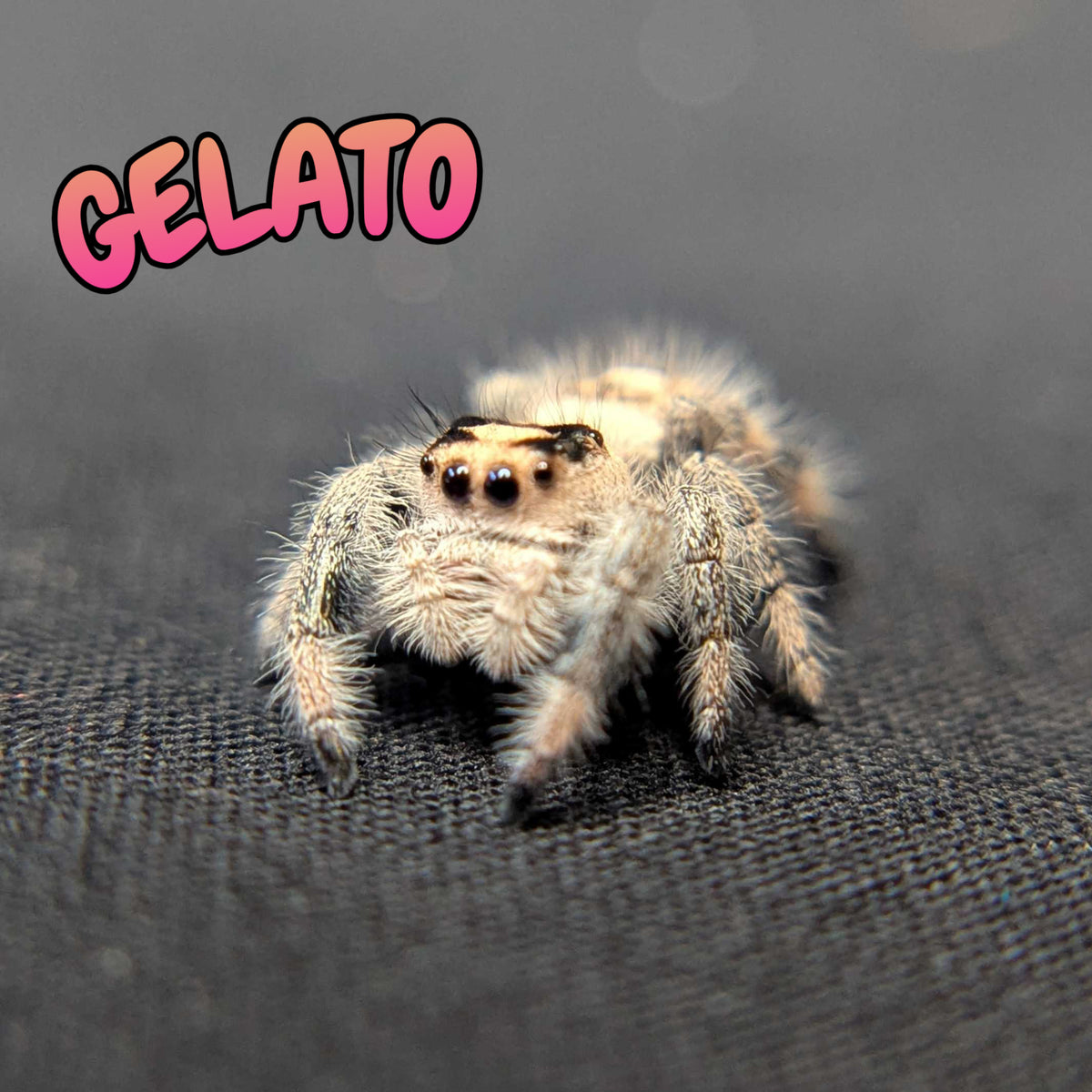Regal Jumping Spider "Gelato"