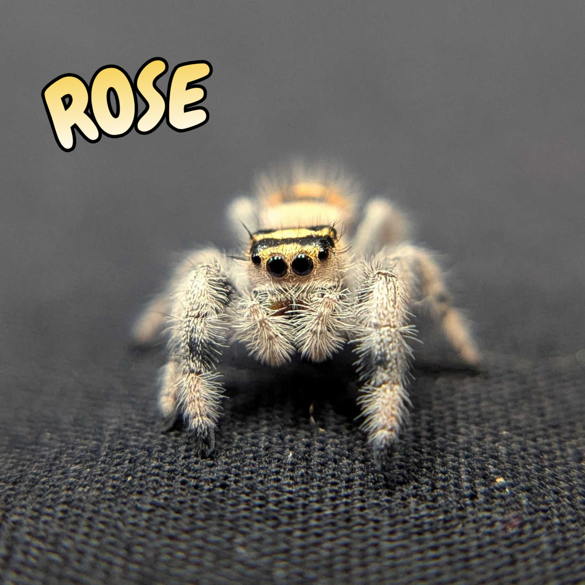 Regal Jumping Spider "Rose"