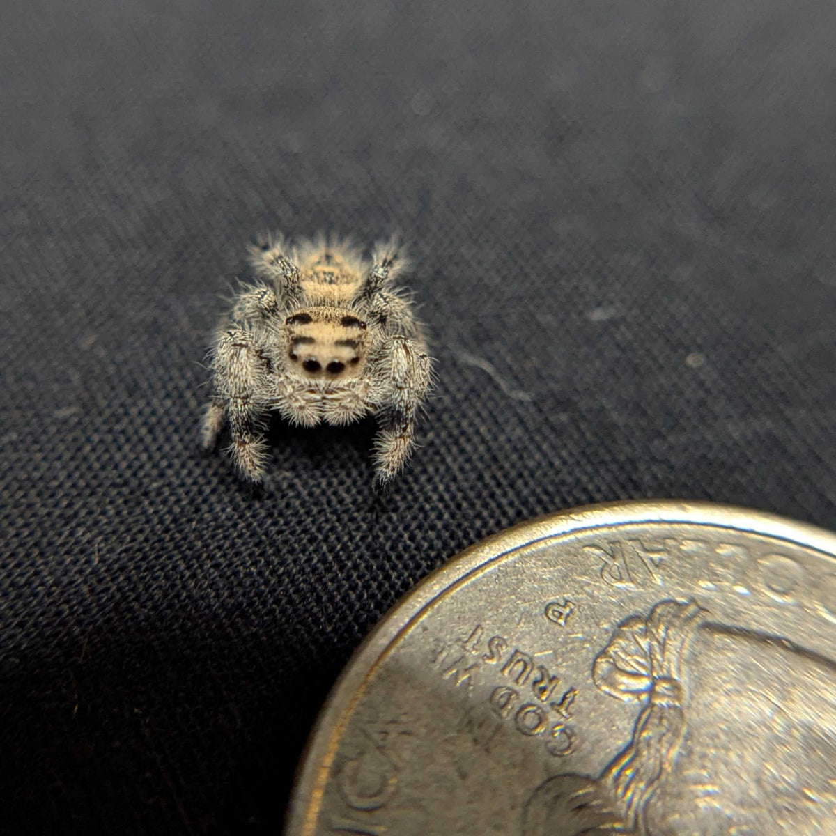 Regal Jumping Spider "Snugglebug"