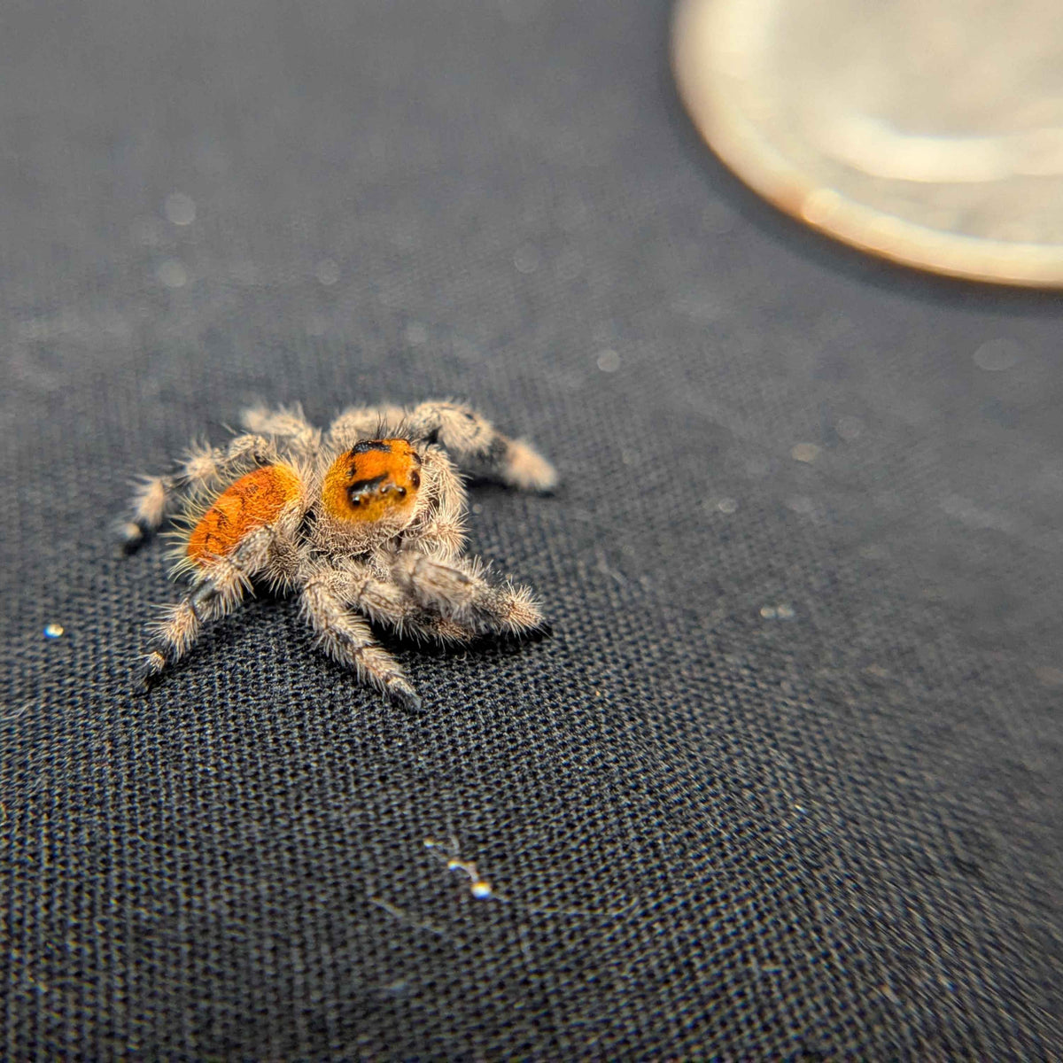 Regal Jumping Spider “Phoenix”