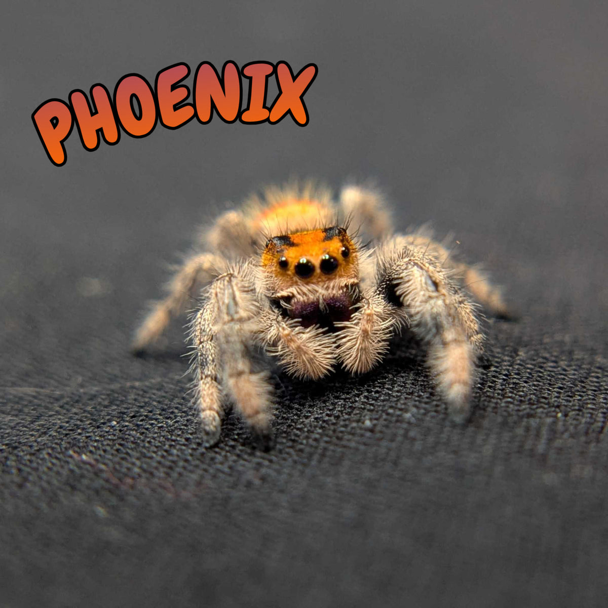Regal Jumping Spider “Phoenix”