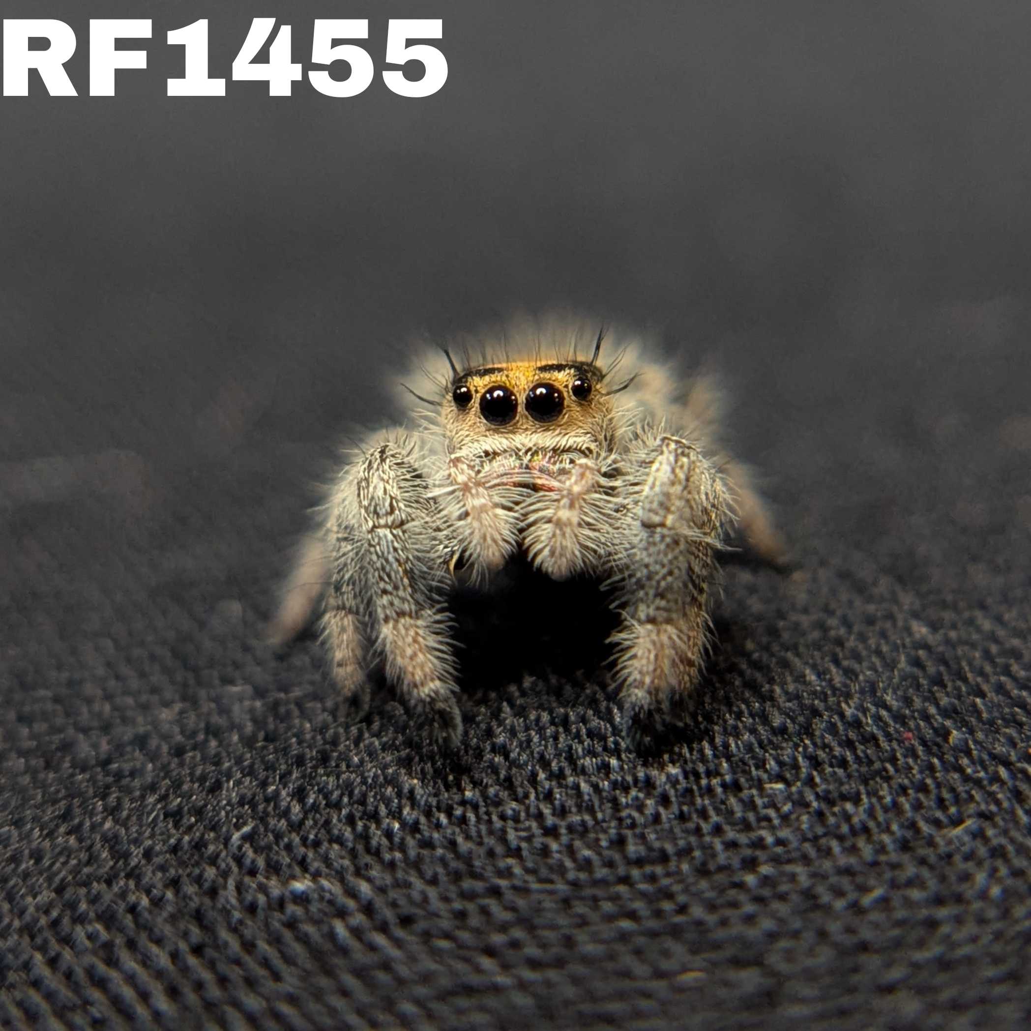 Regal Jumping Spider "Peach Puff”