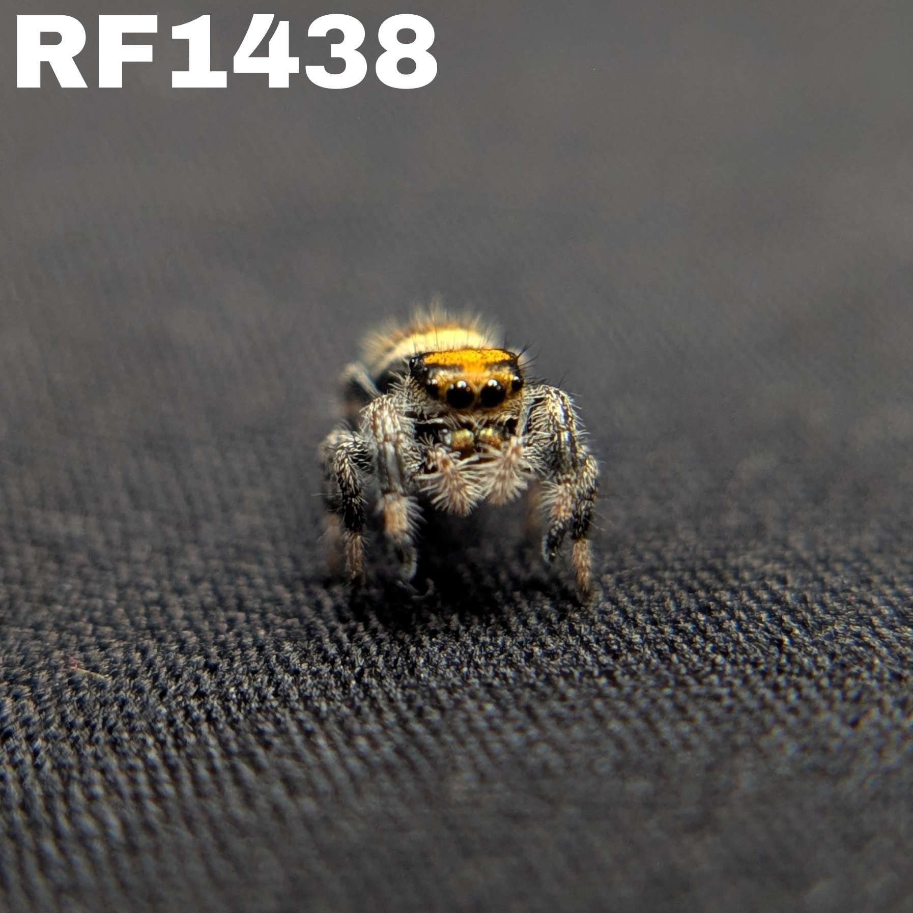 Regal Jumping Spider “Nectar”