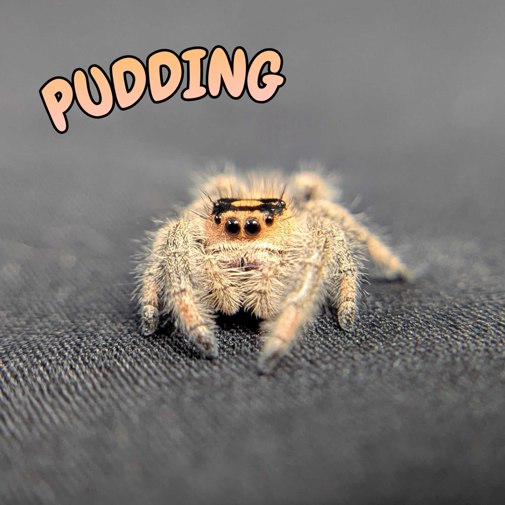 Regal Jumping Spider “Pudding”