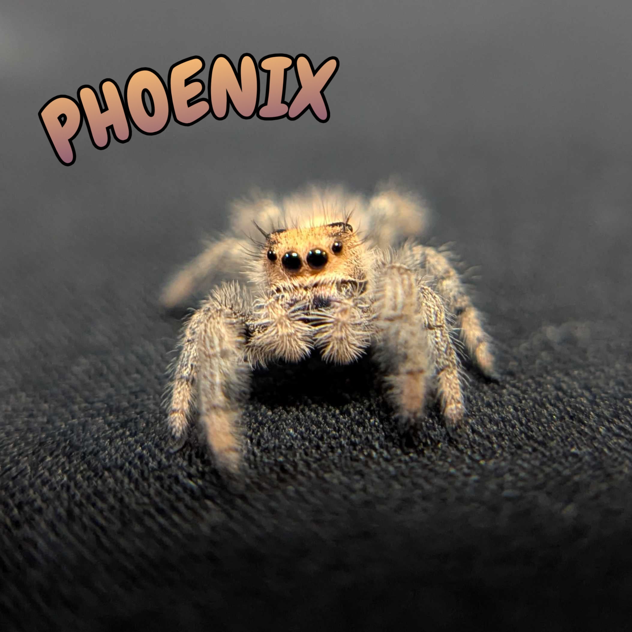 Regal Jumping Spider “Phoenix”