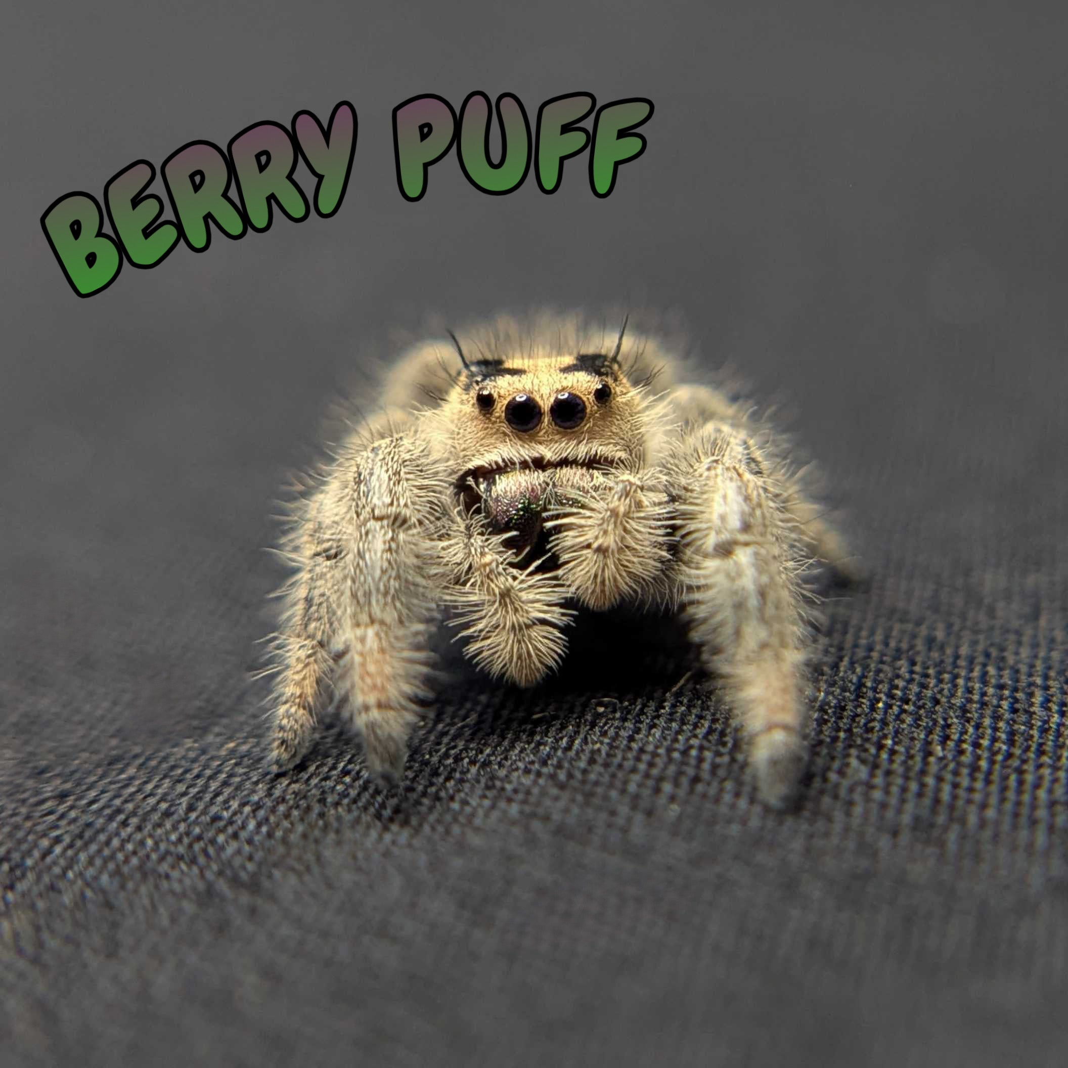 Regal Jumping Spider "Berry Puff"