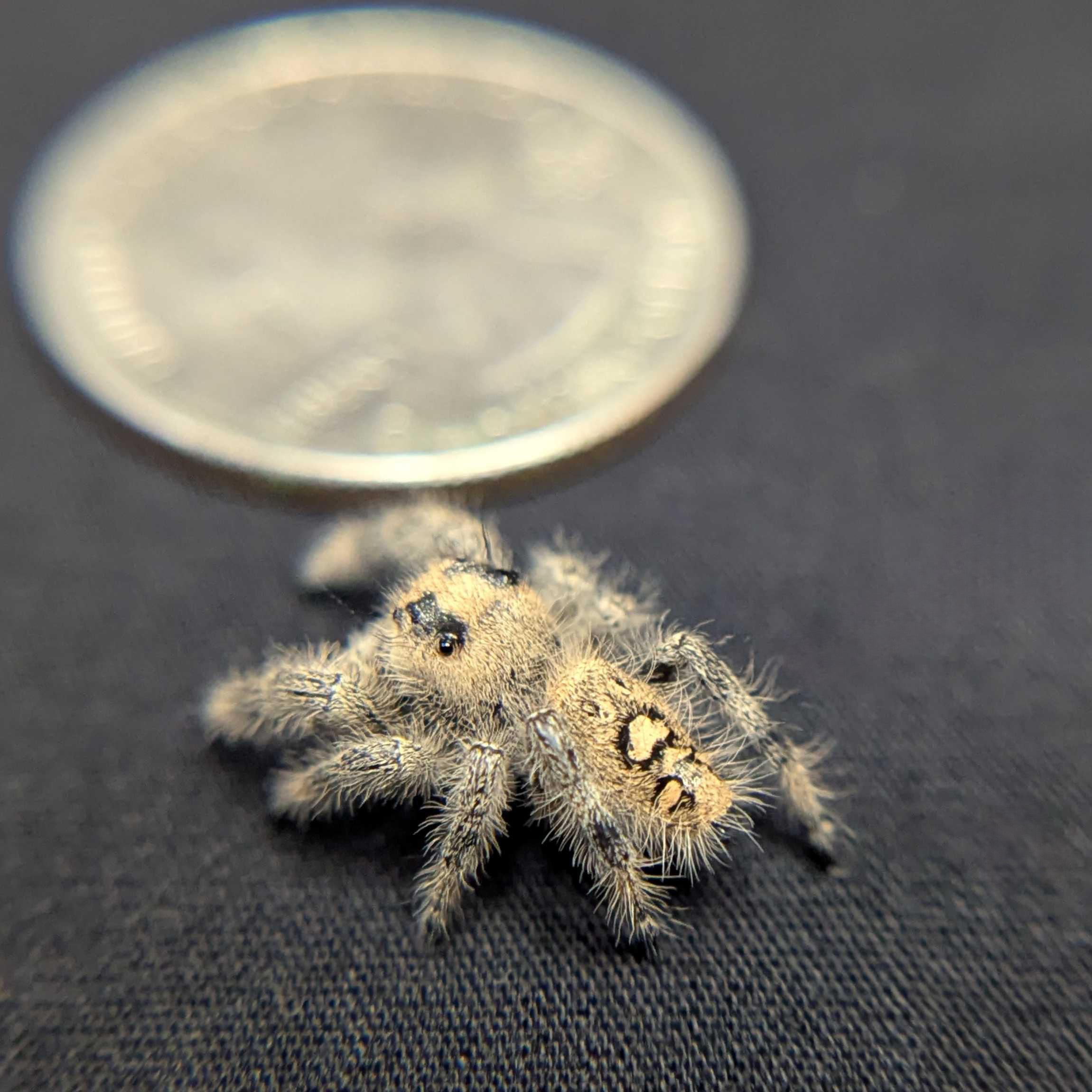Regal Jumping Spider "Berry Puff"