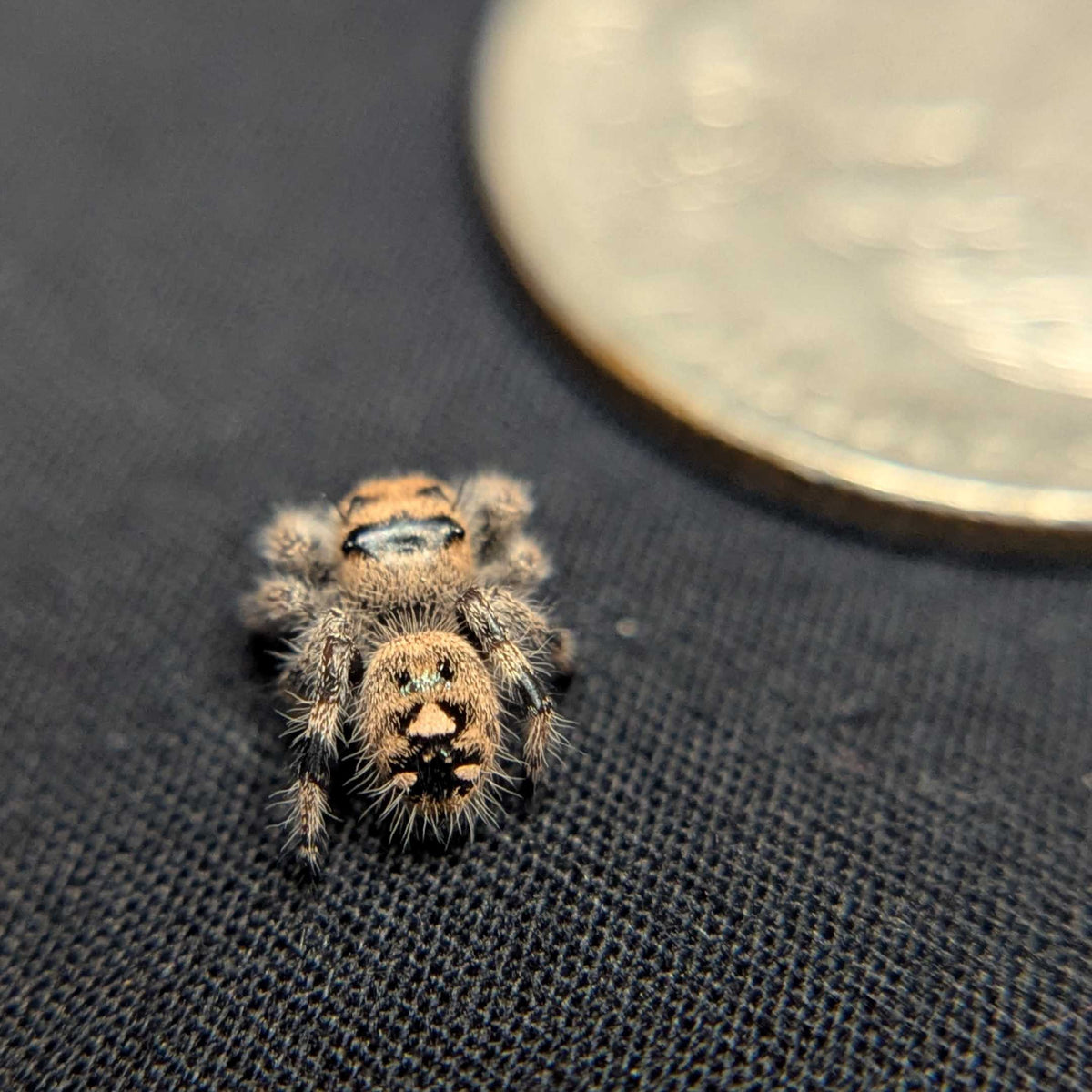 Regal Jumping Spider "Pasta"