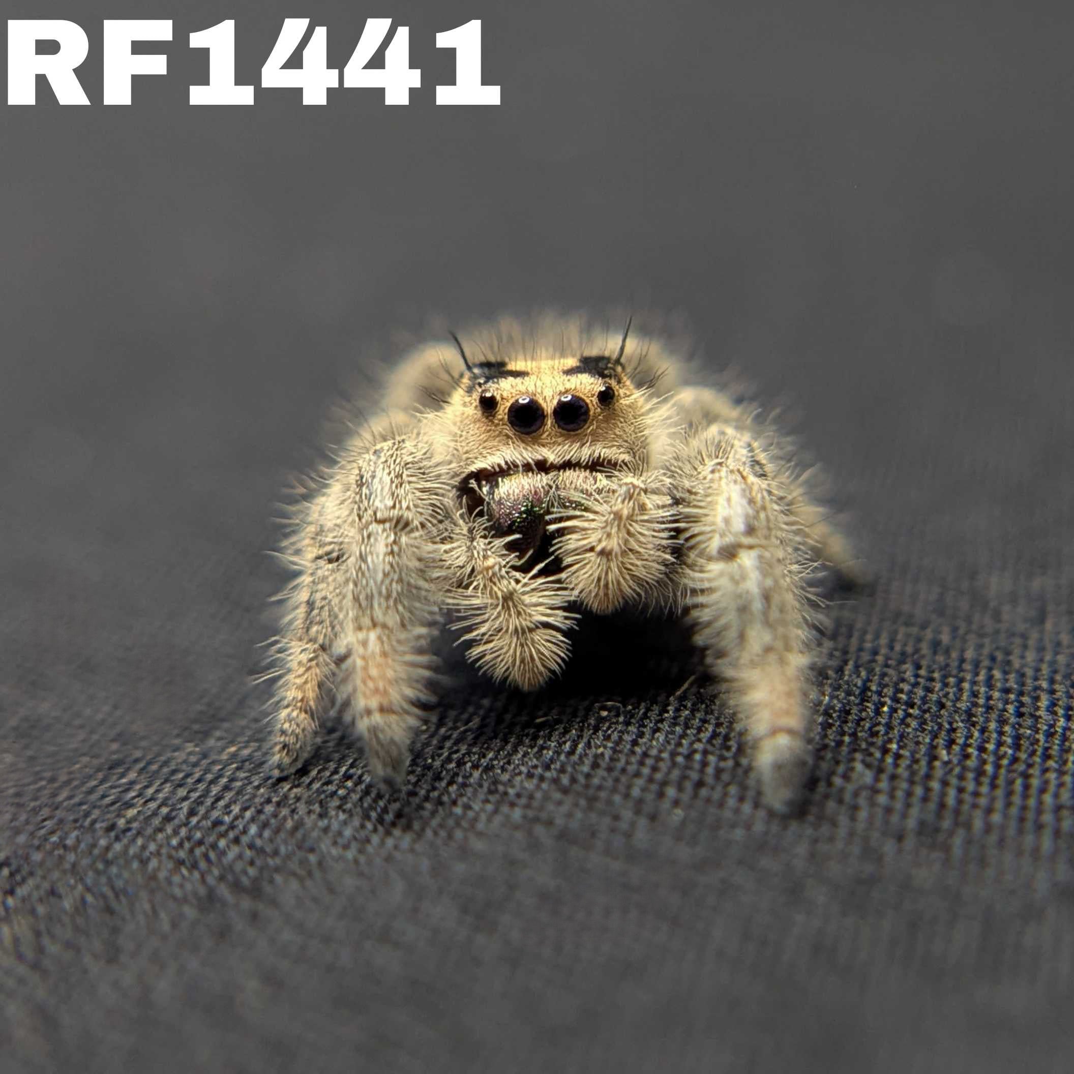 Regal Jumping Spider "Berry Puff"
