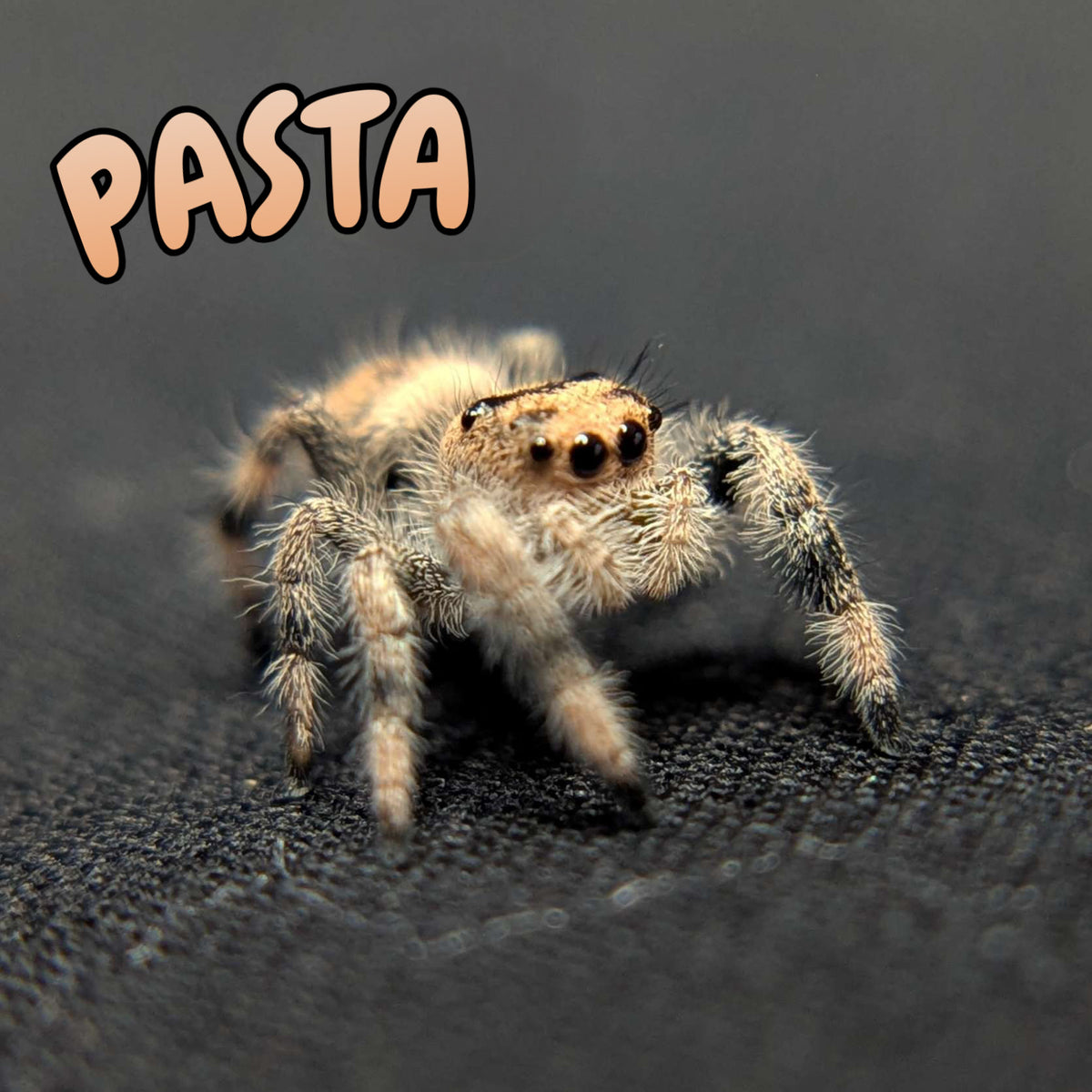 Regal Jumping Spider "Pasta"