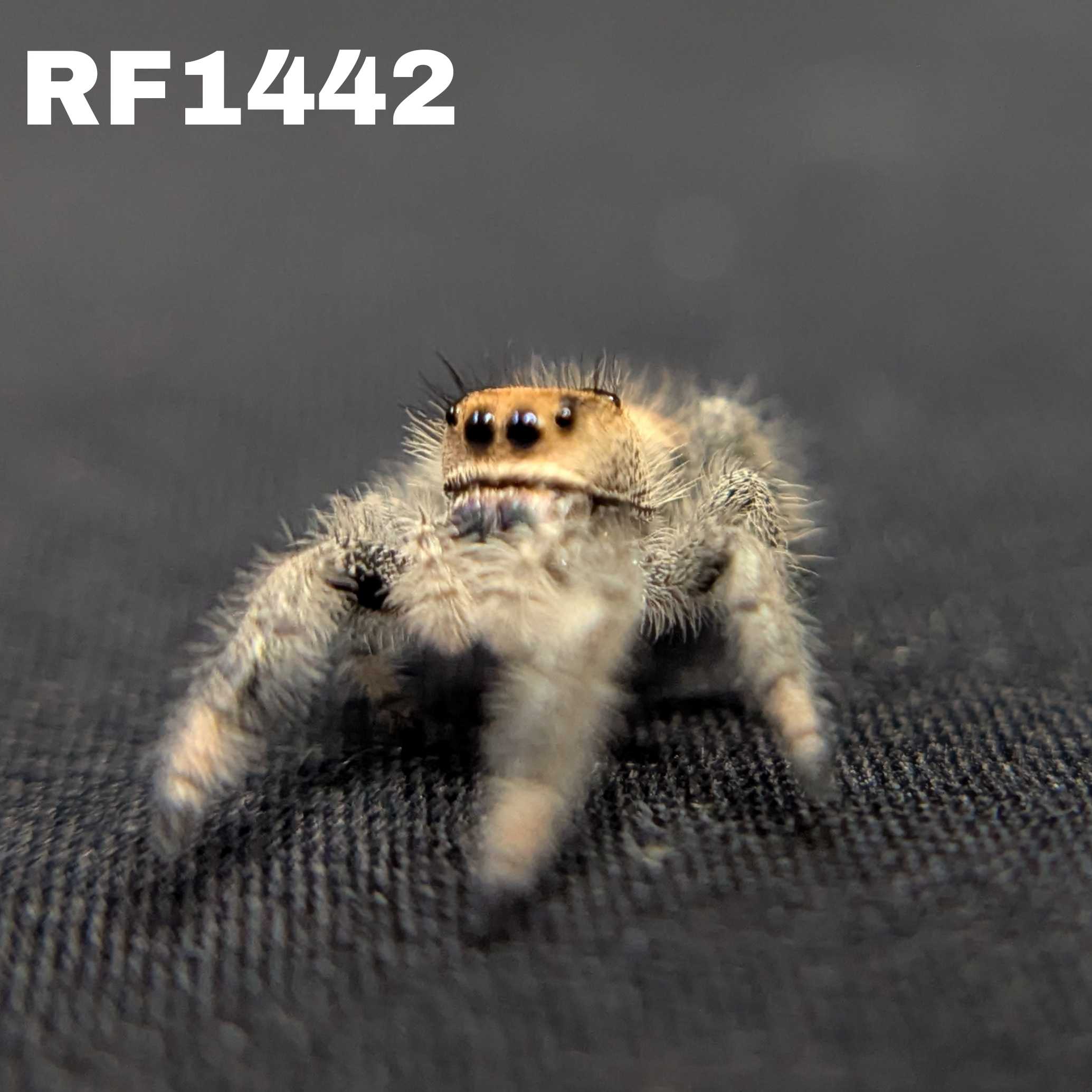 Regal Jumping Spider “Aurelia”