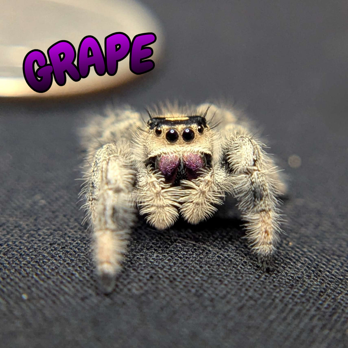 Regal Jumping Spider "Grape"
