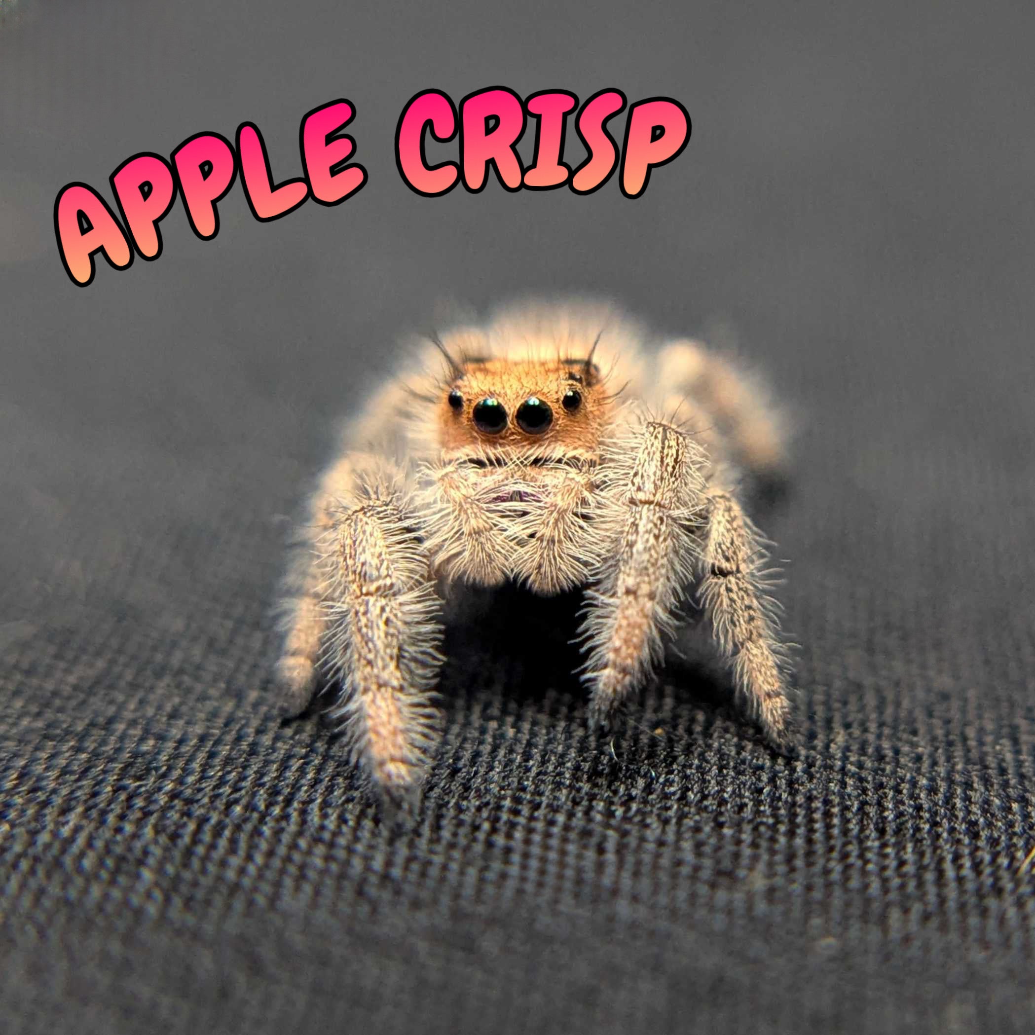 Regal Jumping Spider “Apple Crisp”
