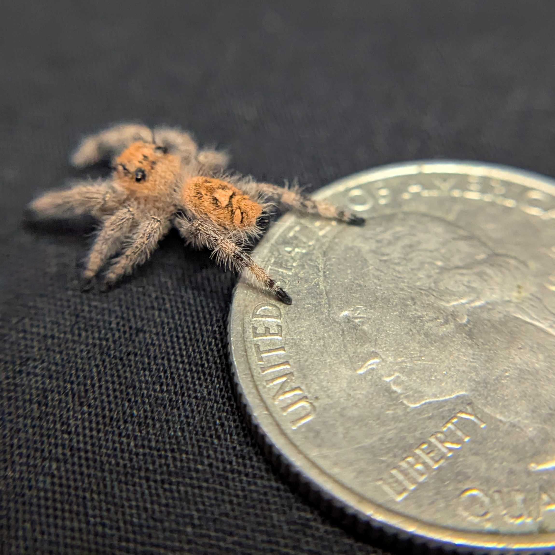 Regal Jumping Spider “Apple Crisp”