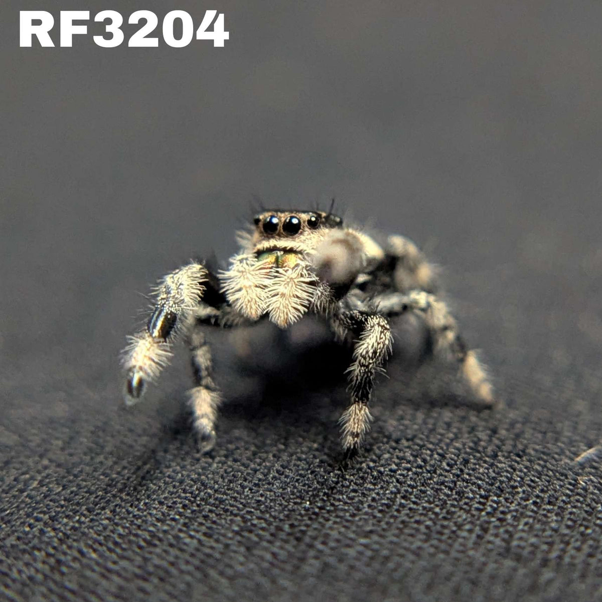 Regal Jumping Spider "Coco"