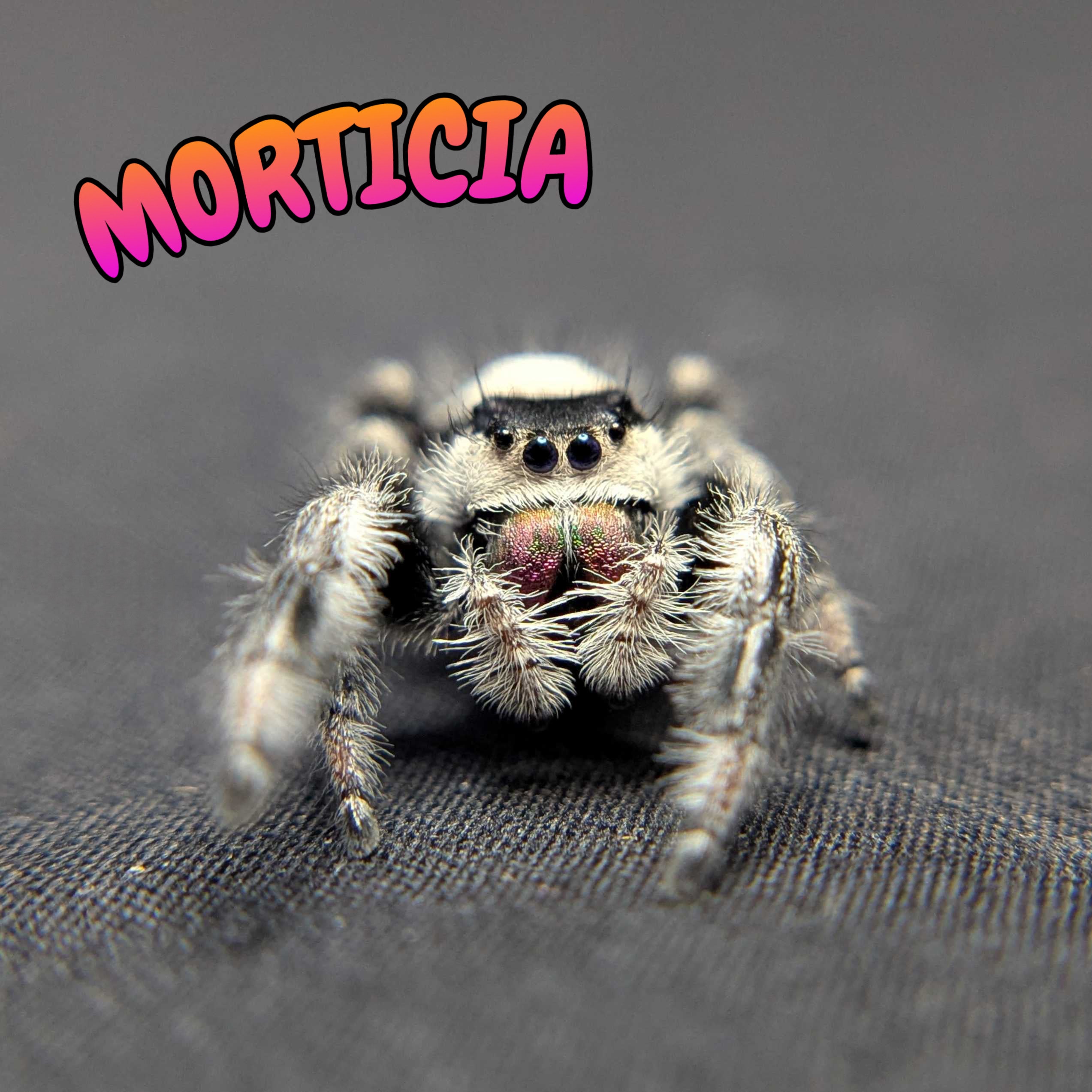 Regal Jumping Spider "Morticia"