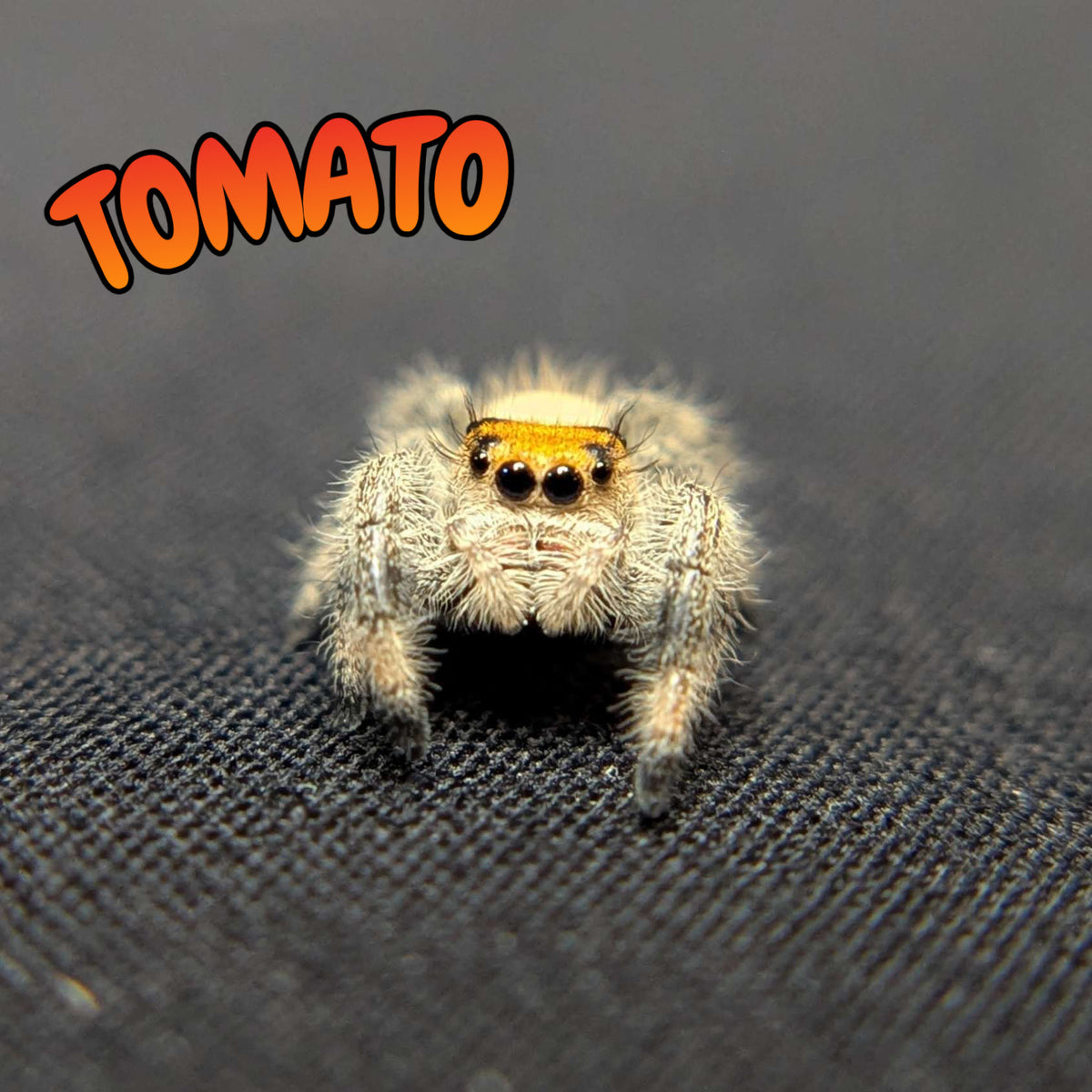 Regal Jumping Spider "Tomato"