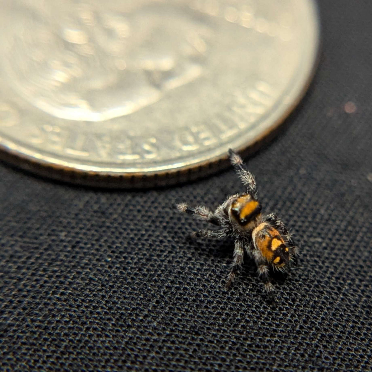Regal Jumping Spider "Ginger"