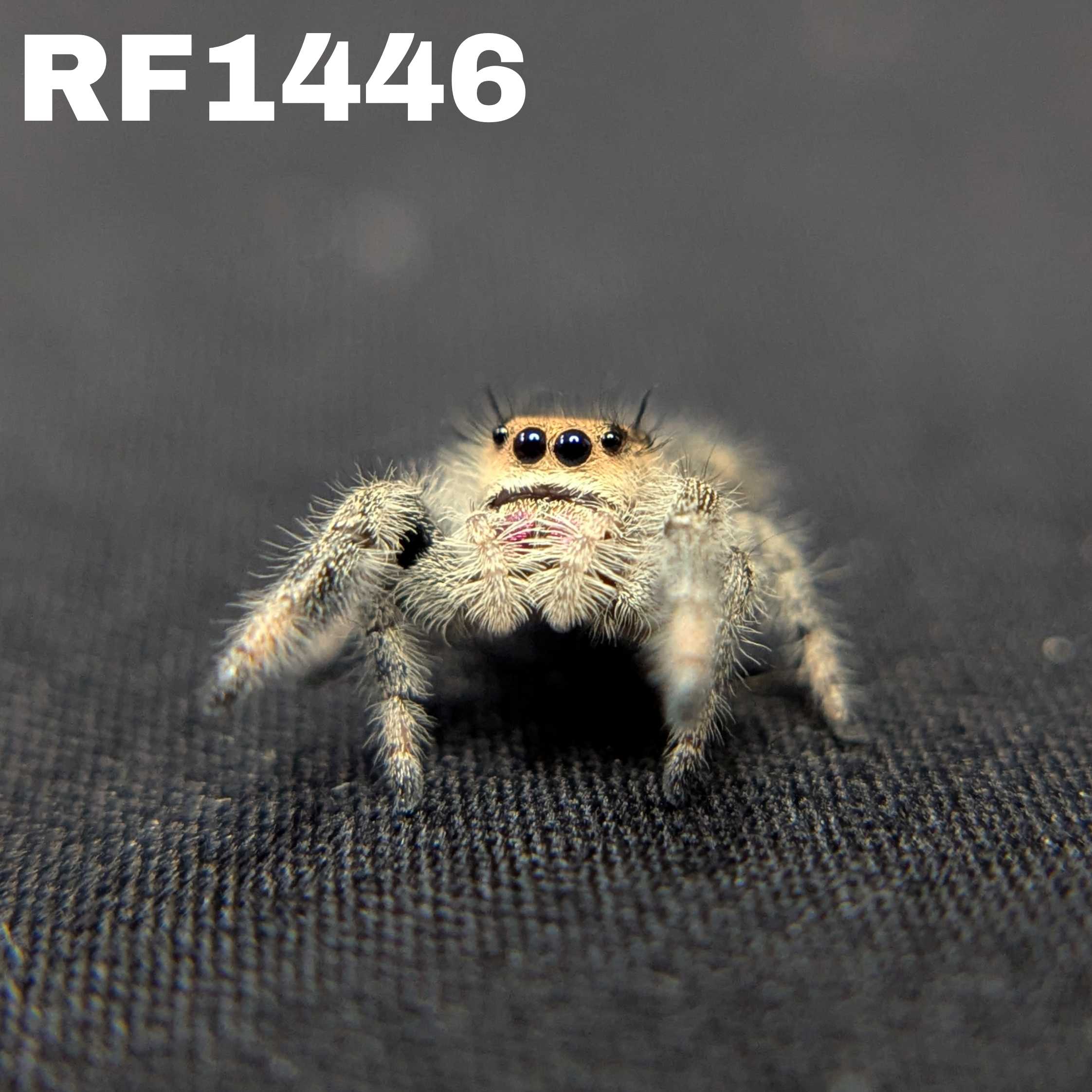 Regal Jumping Spider "Sugarplum"