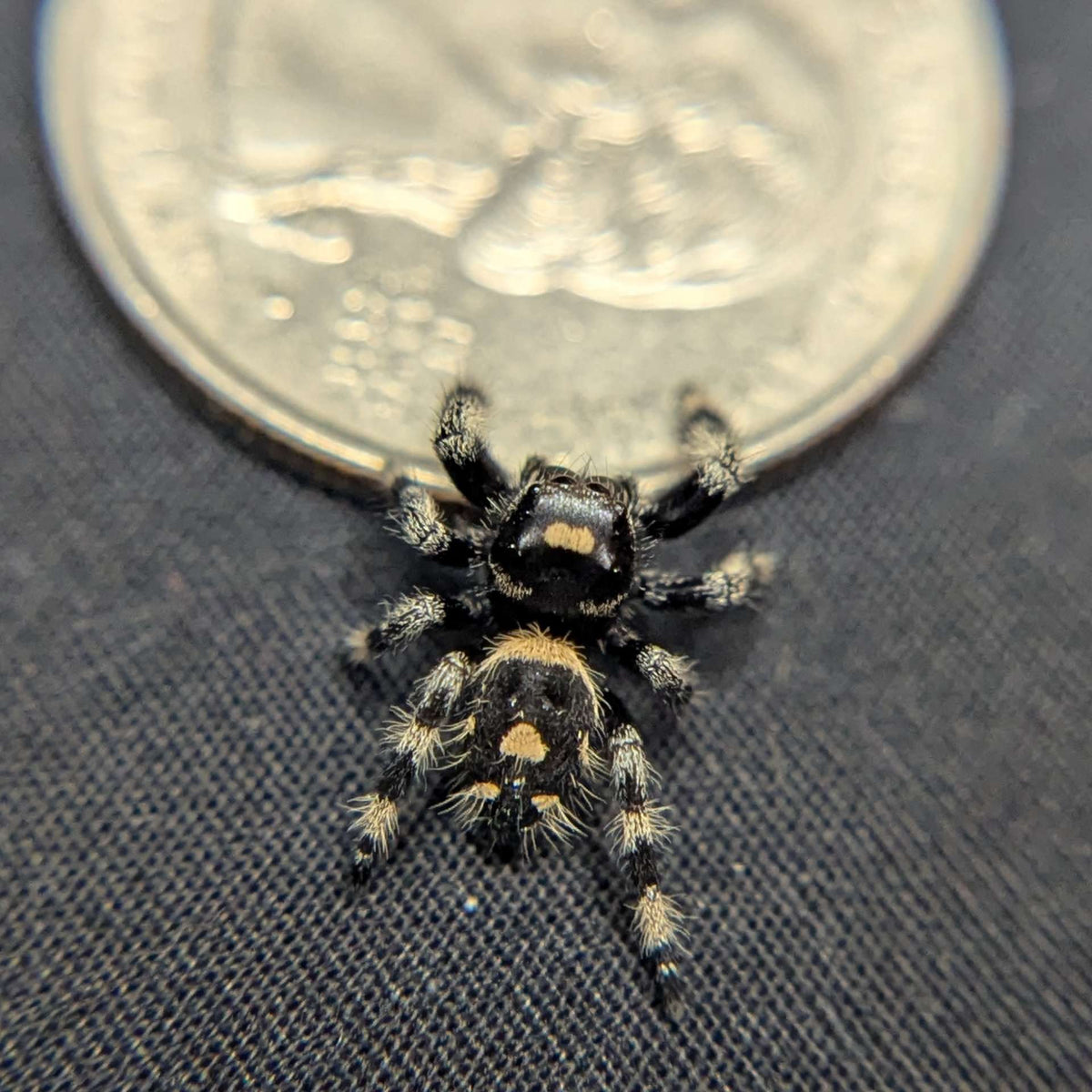Regal Jumping Spider “Zest”