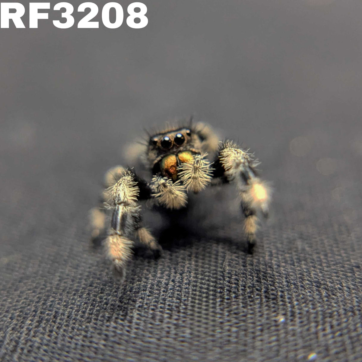 Regal Jumping Spider “Zest”