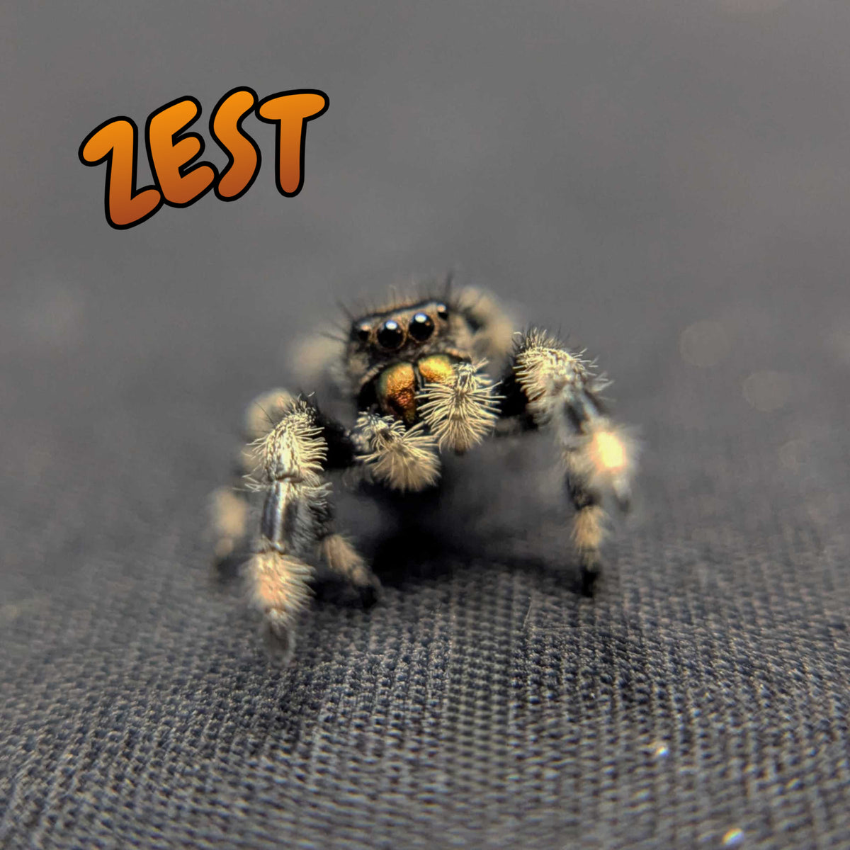Regal Jumping Spider “Zest”