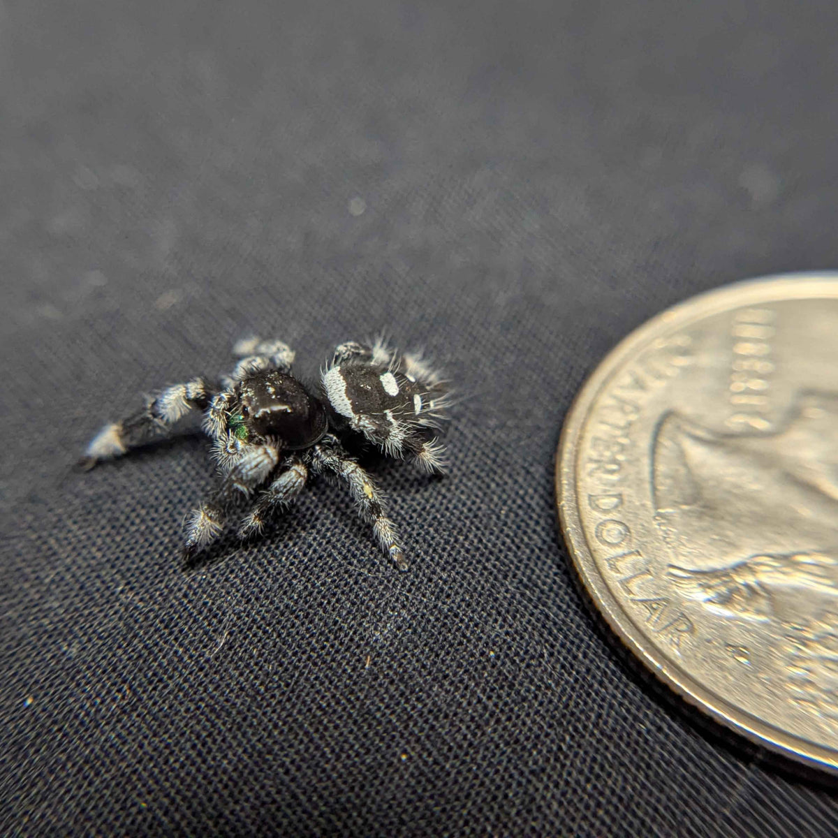 Regal Jumping Spider "Night"