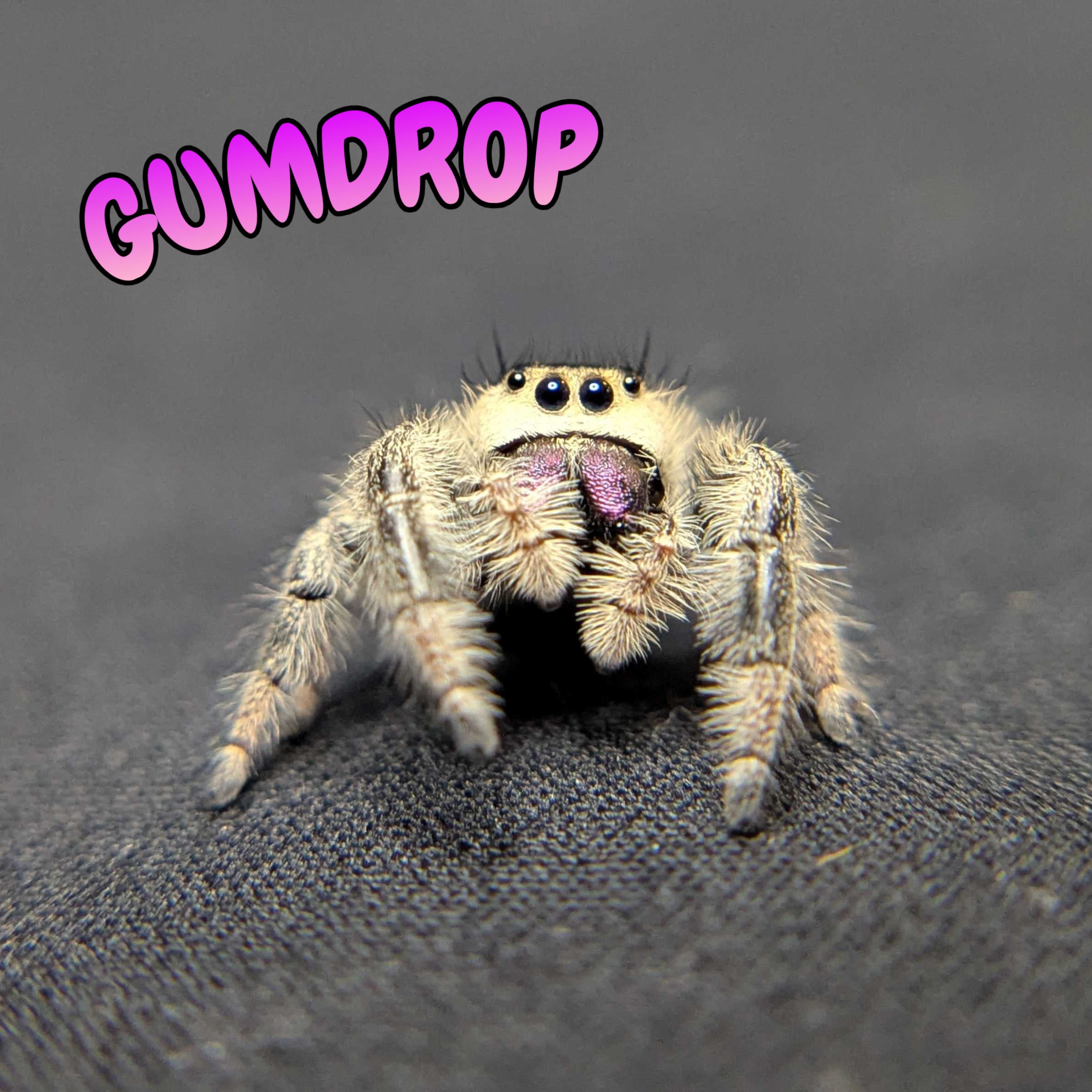 Regal Jumping Spider "Gumdrop"