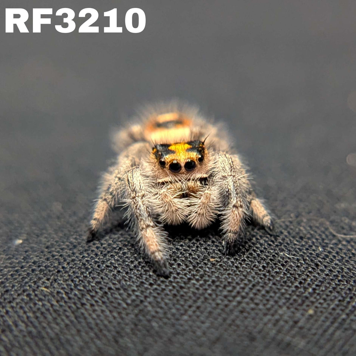 Regal Jumping Spider "Fruit Salad"