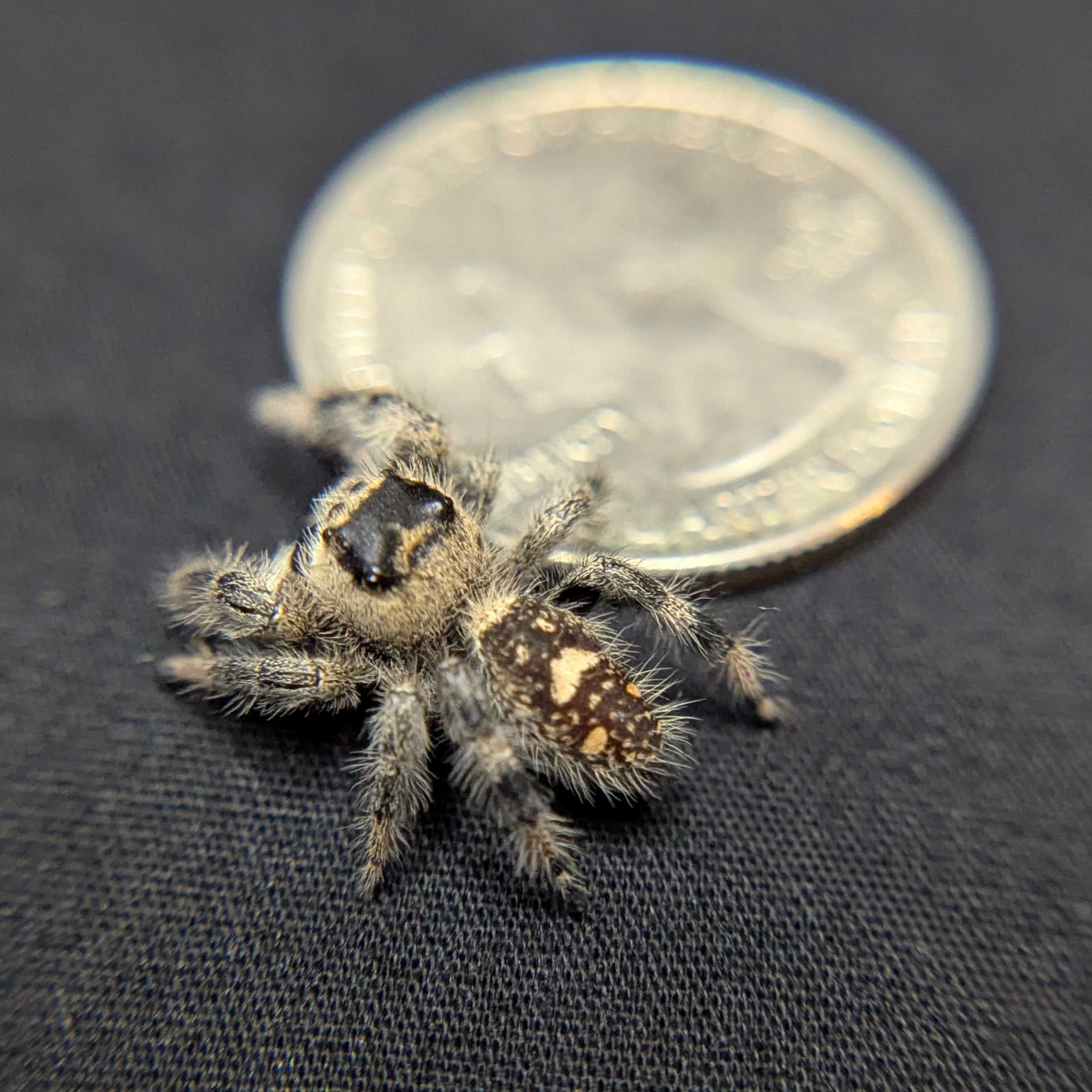 Regal Jumping Spider "Gumdrop"