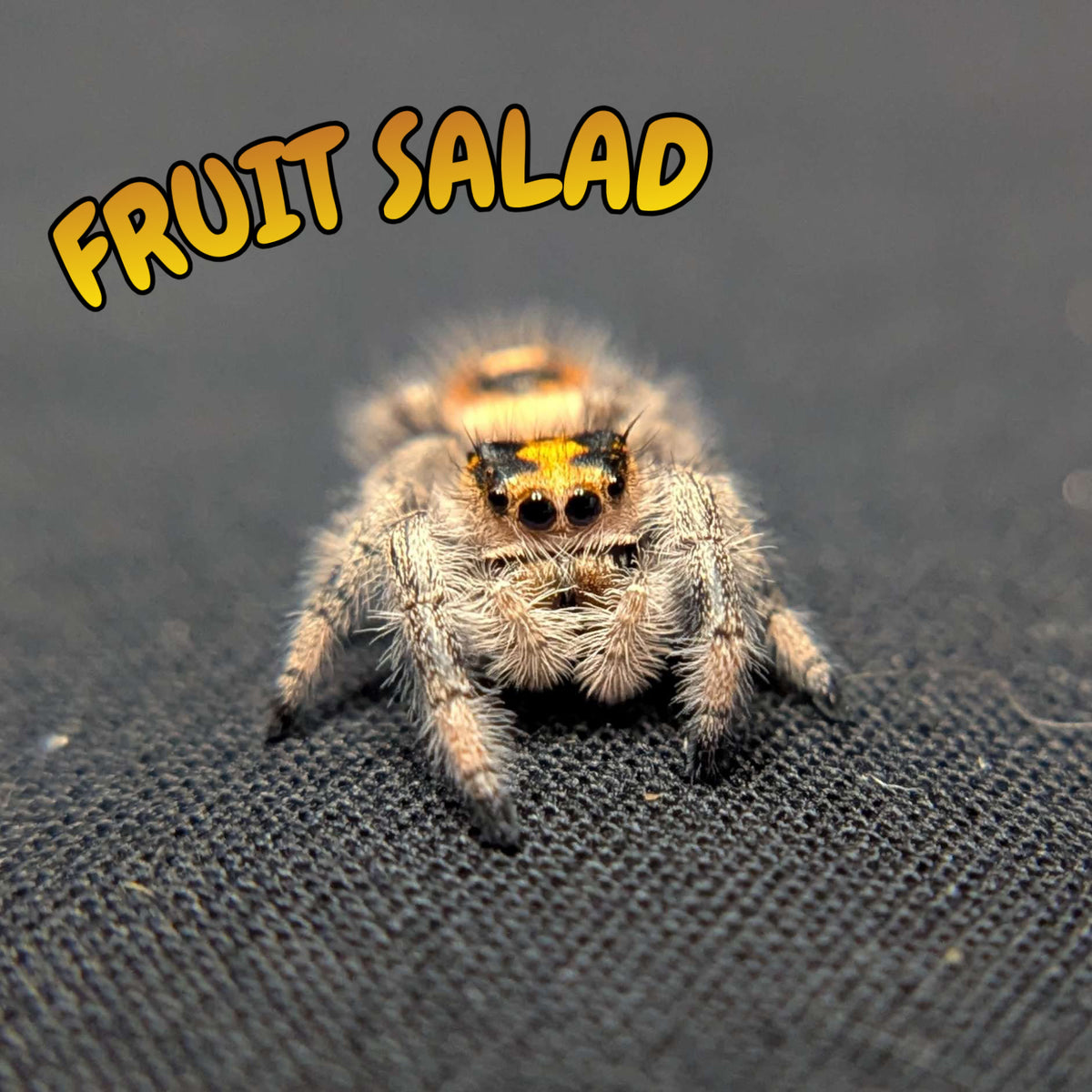 Regal Jumping Spider "Fruit Salad"