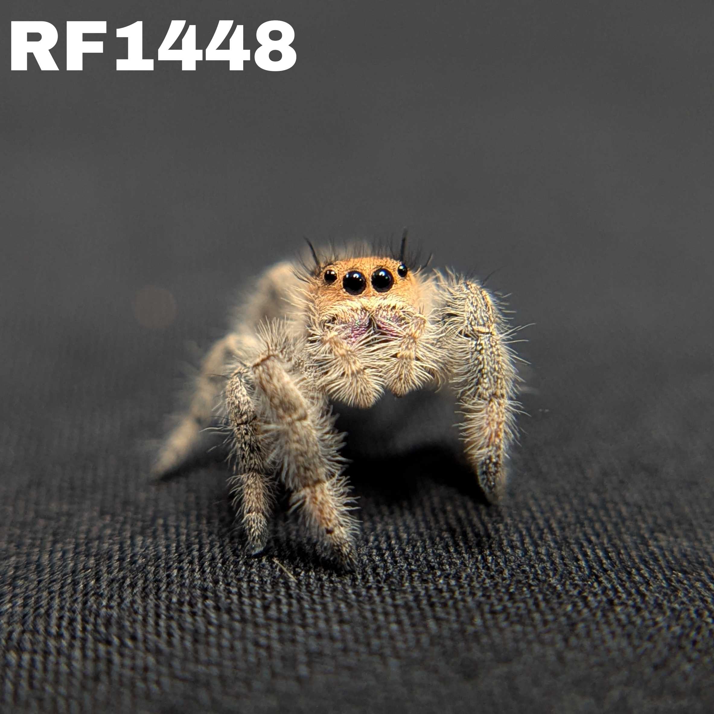 Regal Jumping Spider "Pastry"