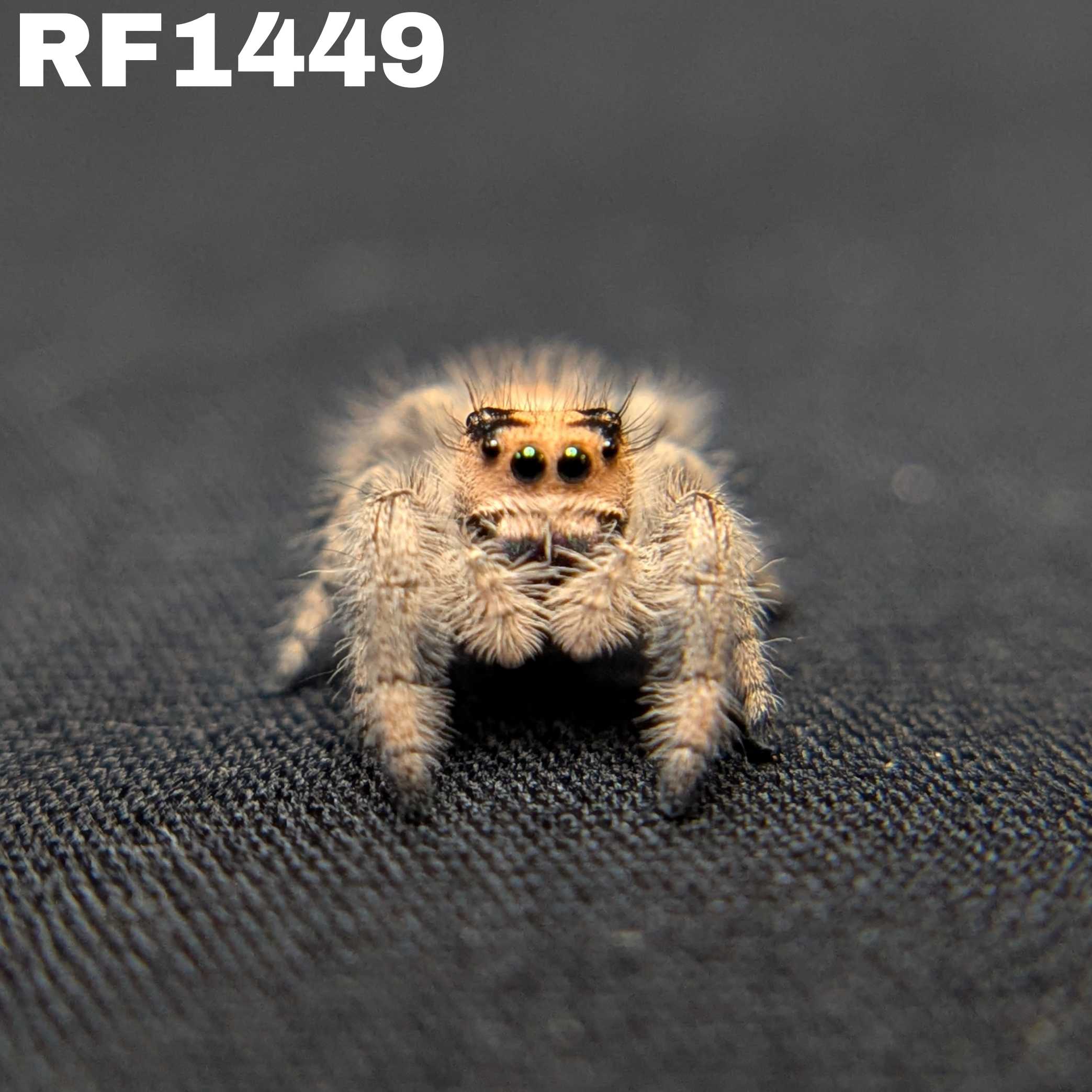 Regal Jumping Spider "Muffin"