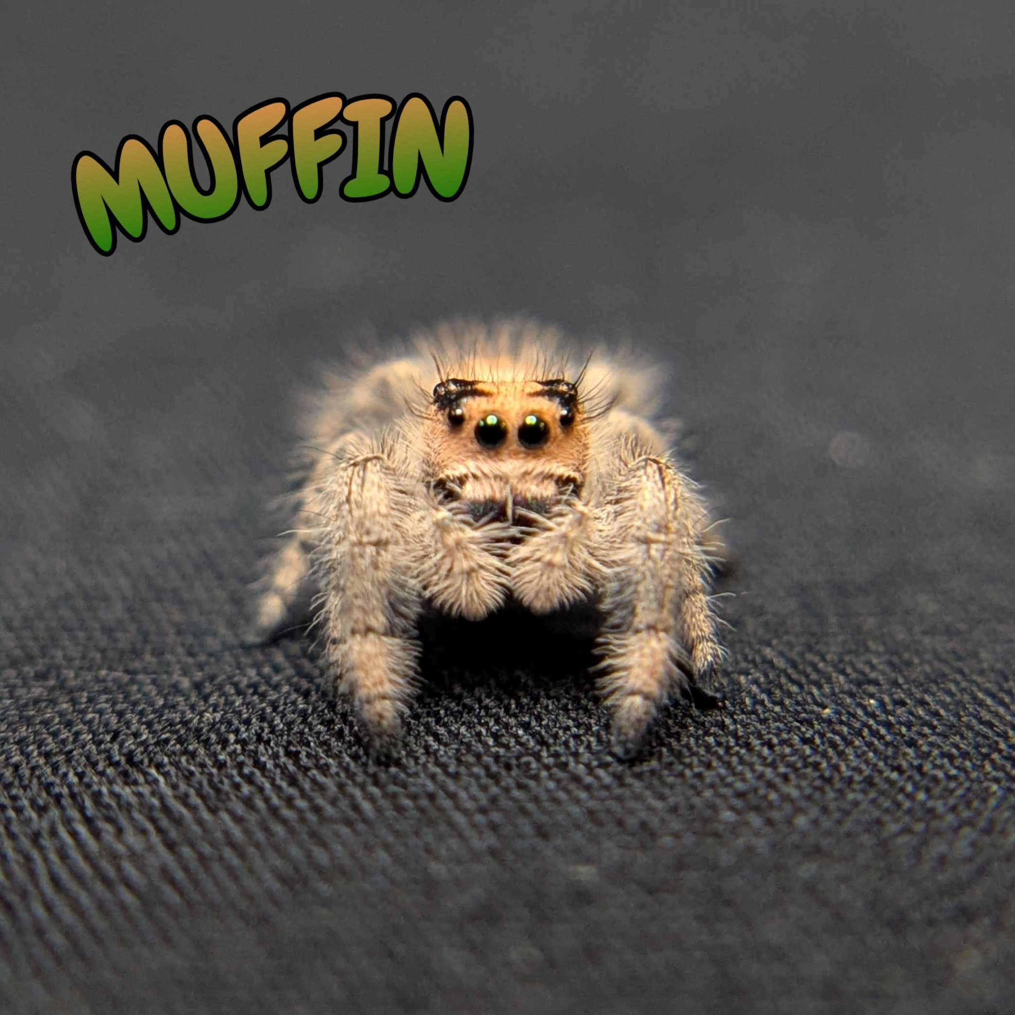Regal Jumping Spider "Muffin"