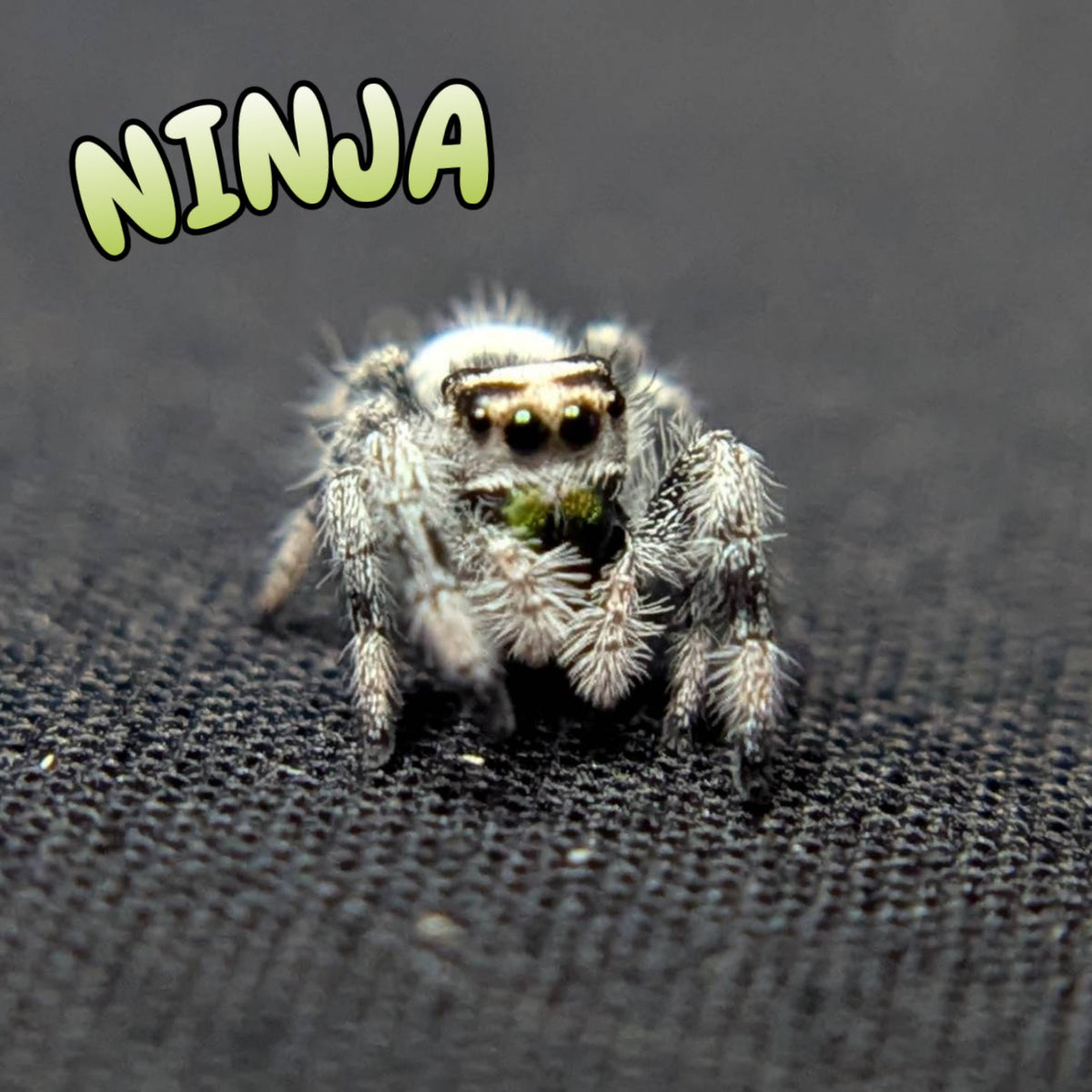 Regal Jumping Spider "Ninja"