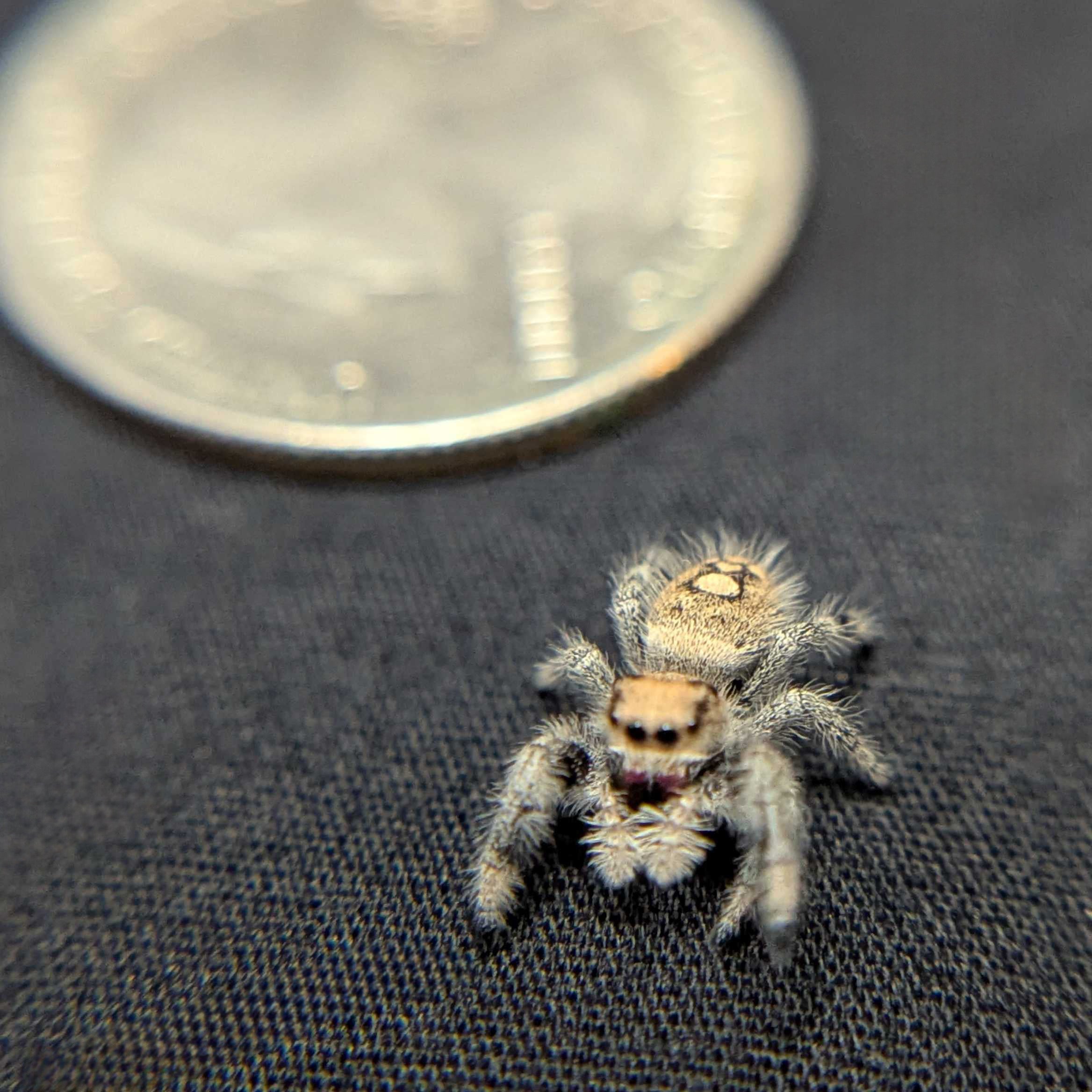 Regal Jumping Spider “Primrose”