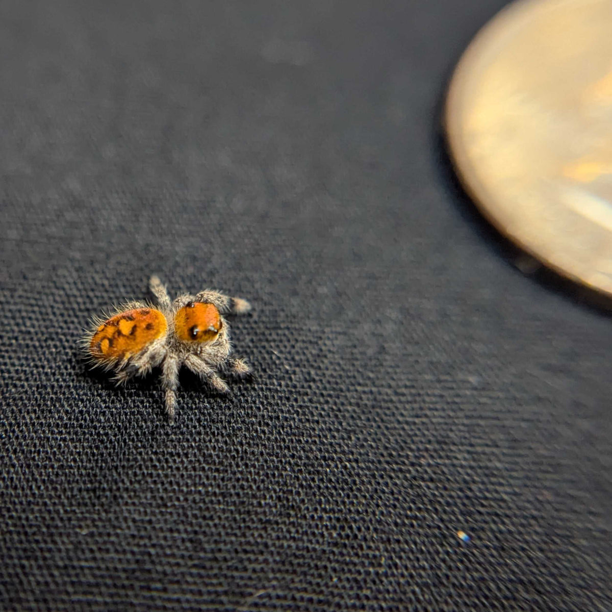 Regal Jumping Spider "Sundae"
