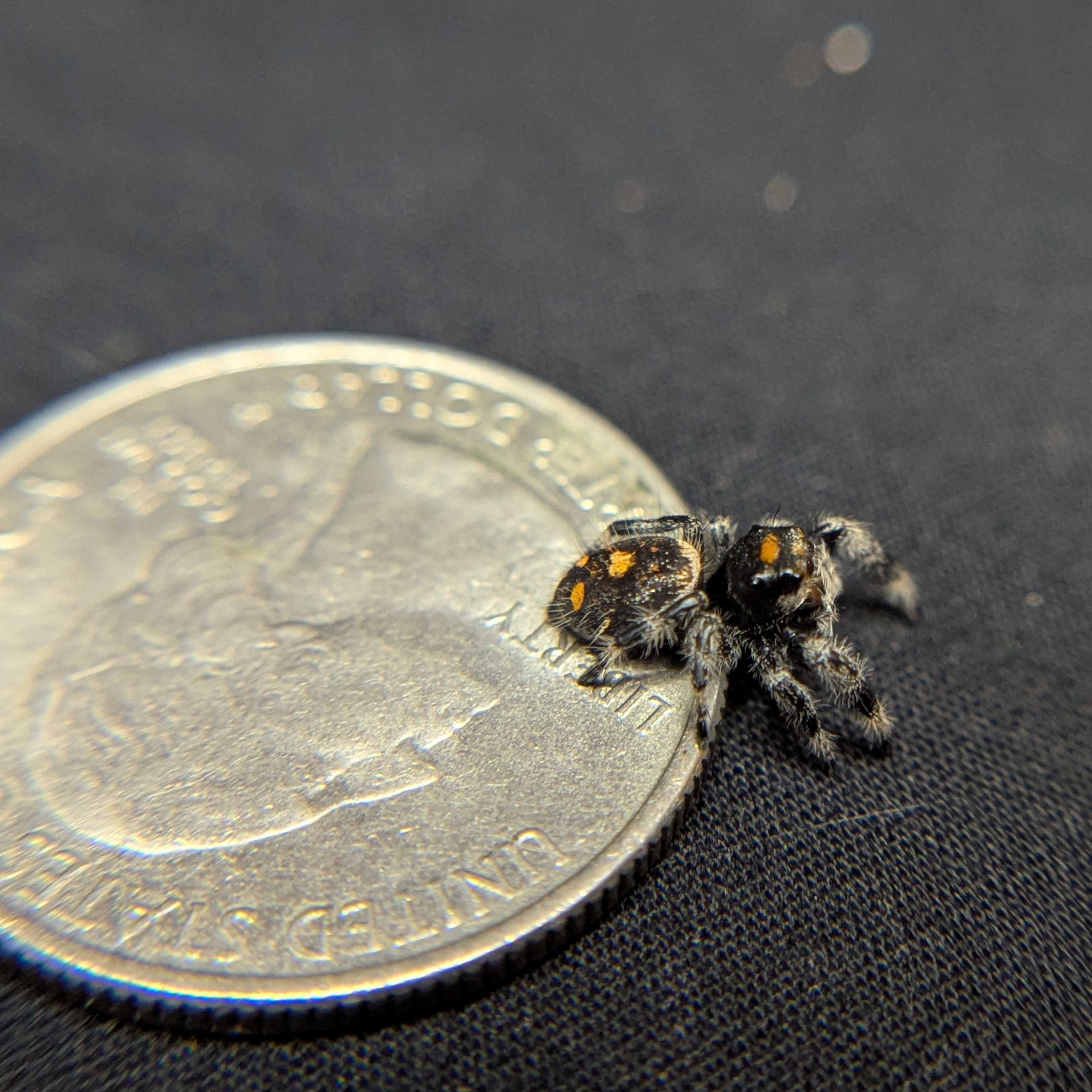 Regal Jumping Spider "Gothic"