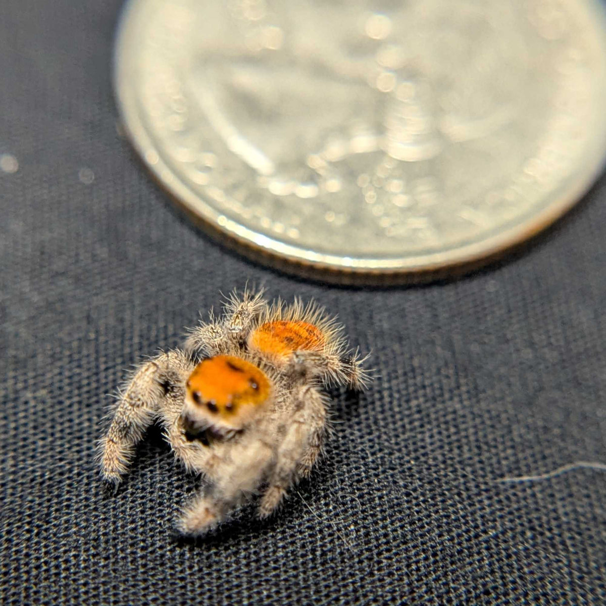 Regal Jumping Spider "Autumn"