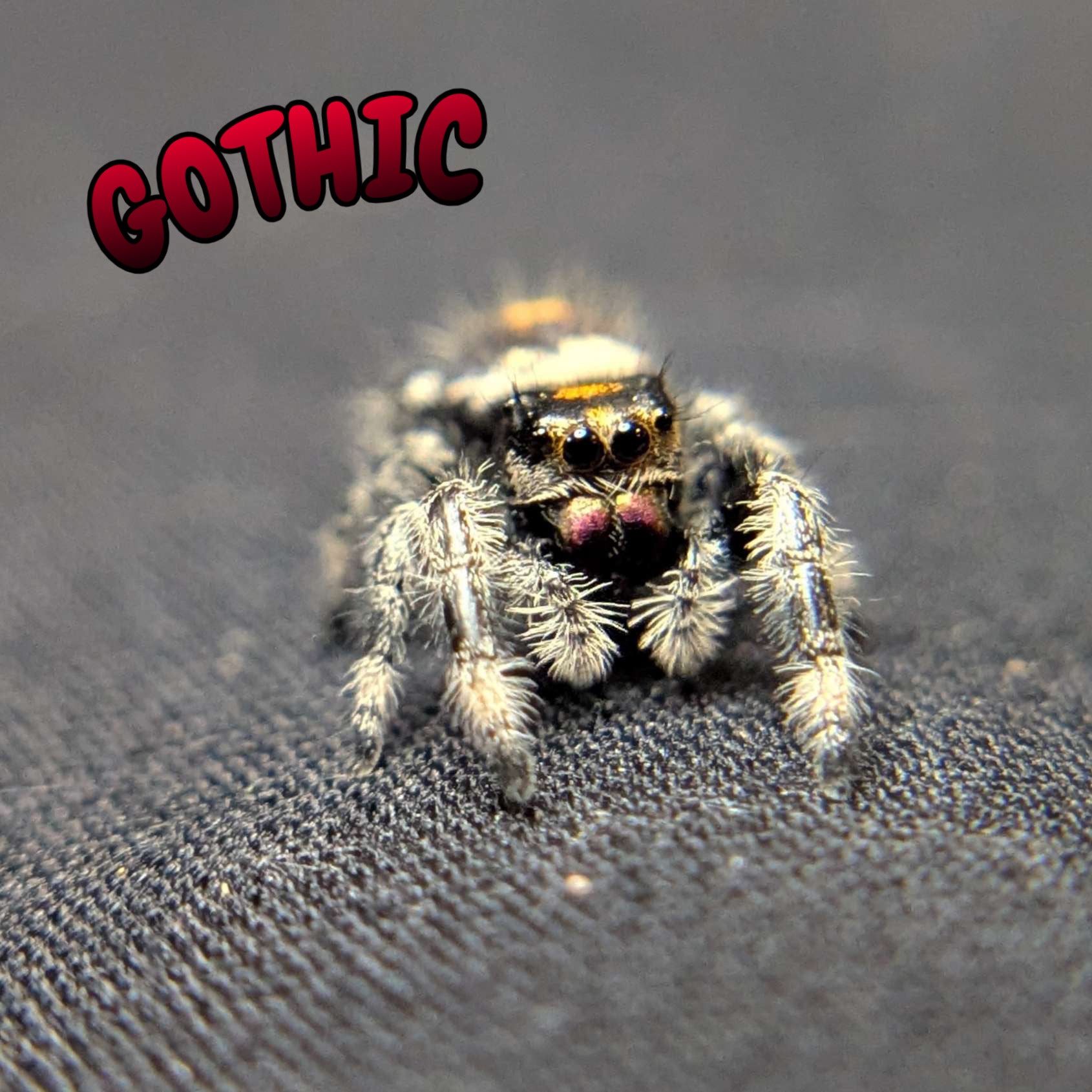 Regal Jumping Spider "Gothic"