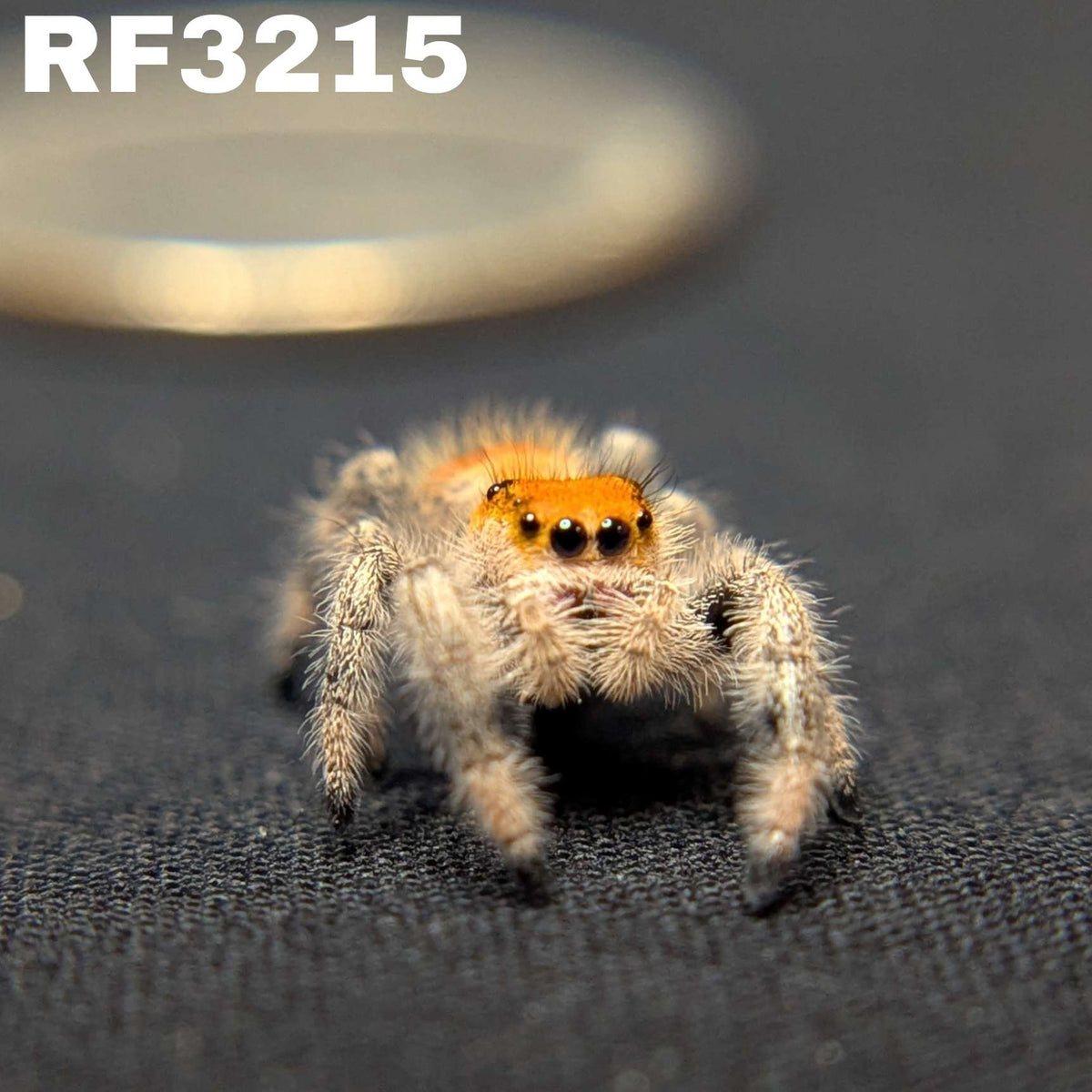 Regal Jumping Spider "Autumn"