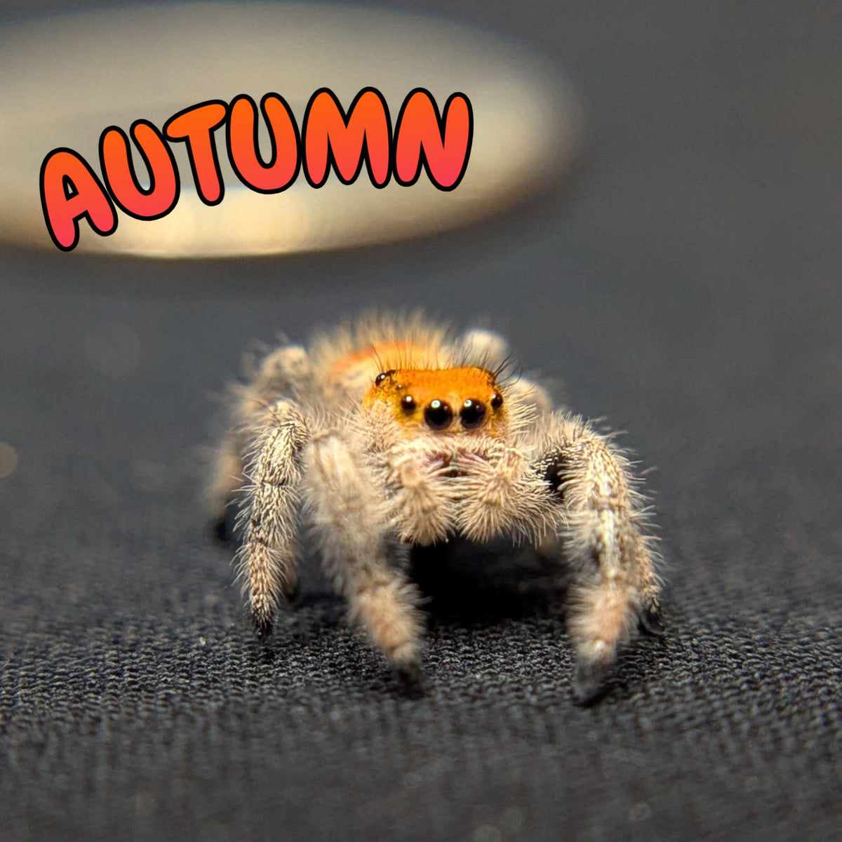 Regal Jumping Spider "Autumn"