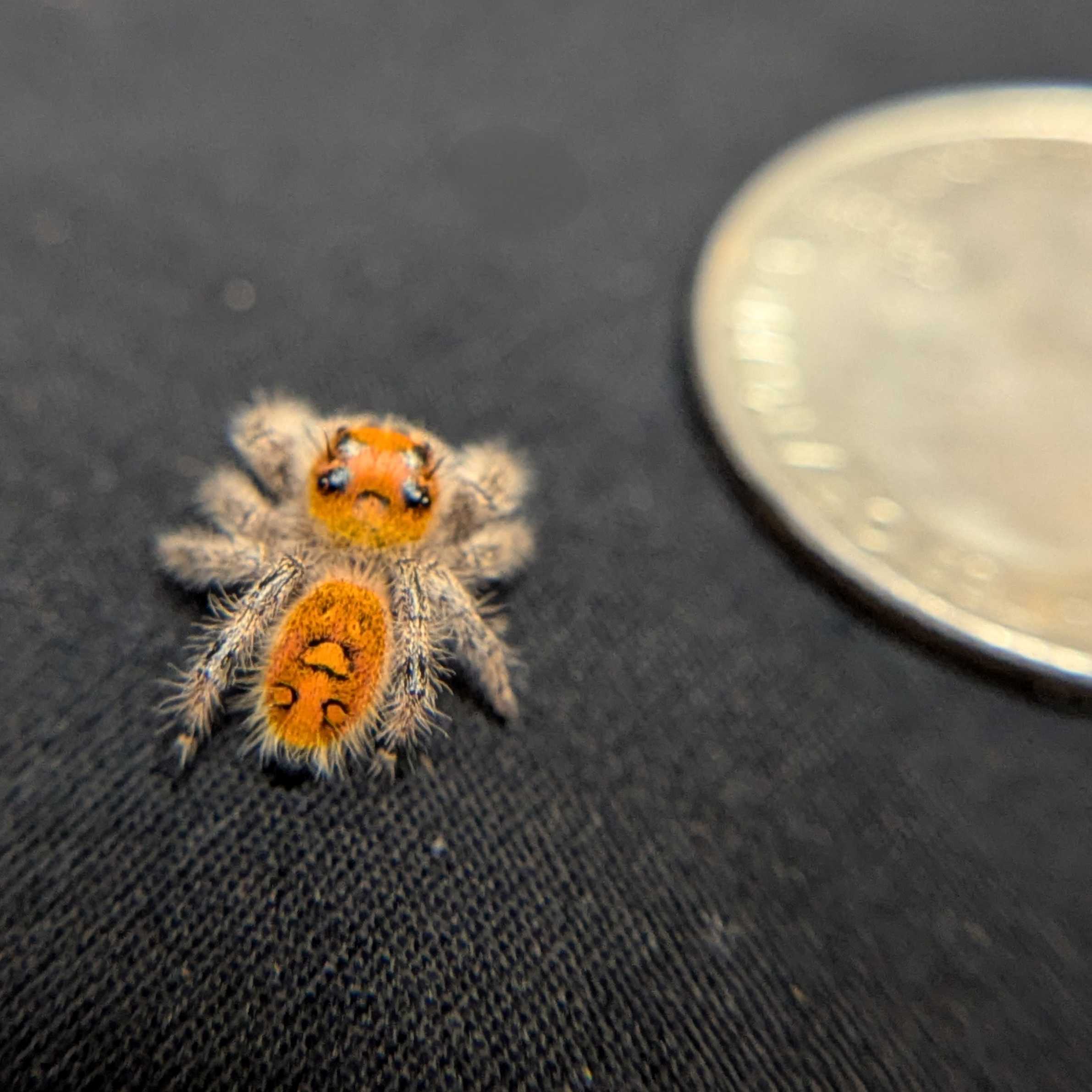 Regal Jumping Spider "Spicy"