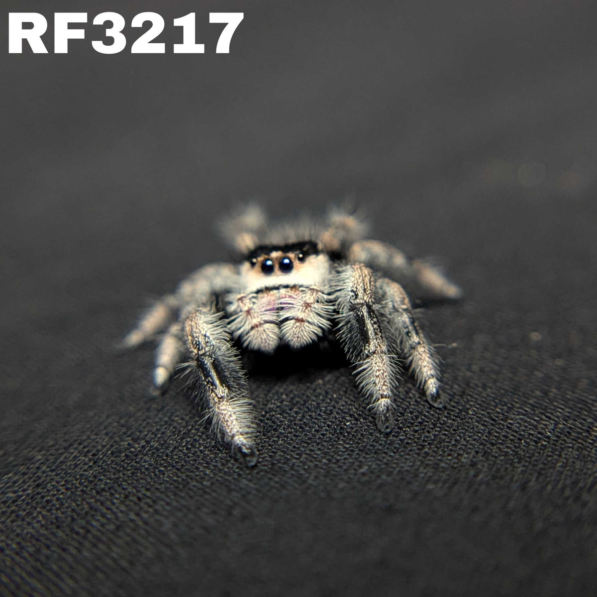 Regal Jumping Spider “Haze”