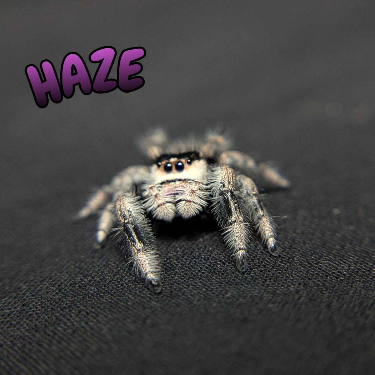 Regal Jumping Spider “Haze”