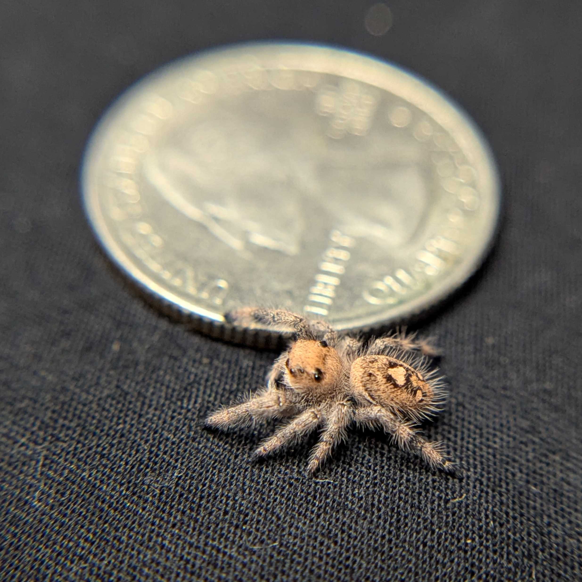 Regal Jumping Spider "Rose"